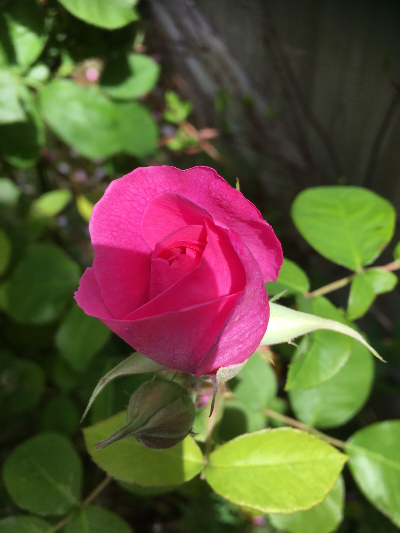 iPhone 6s back camera 4.15mm f/2.2 sample photo. Pink, roses, flower photography