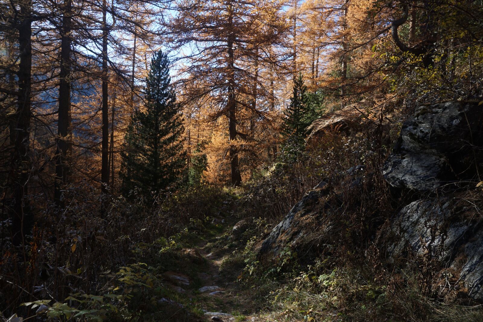 Sony a6000 sample photo. Nature, wood, tree photography