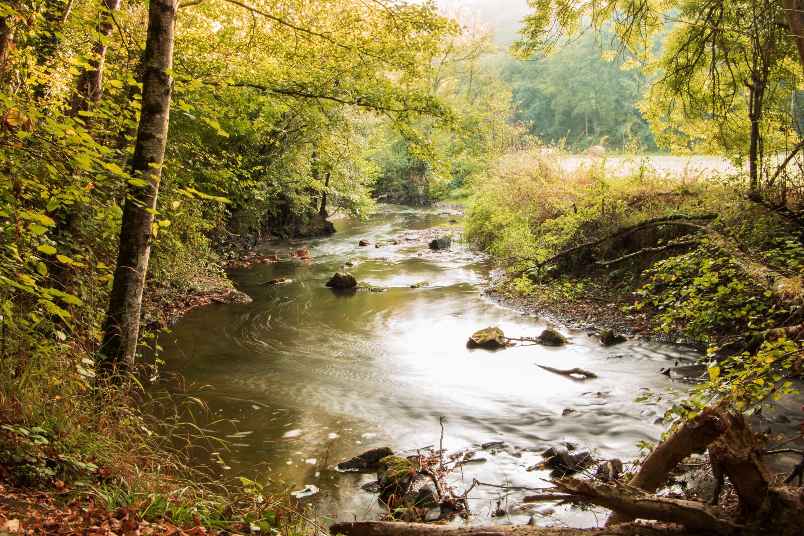 Canon EOS 750D (EOS Rebel T6i / EOS Kiss X8i) sample photo. Landscape, forest, river photography