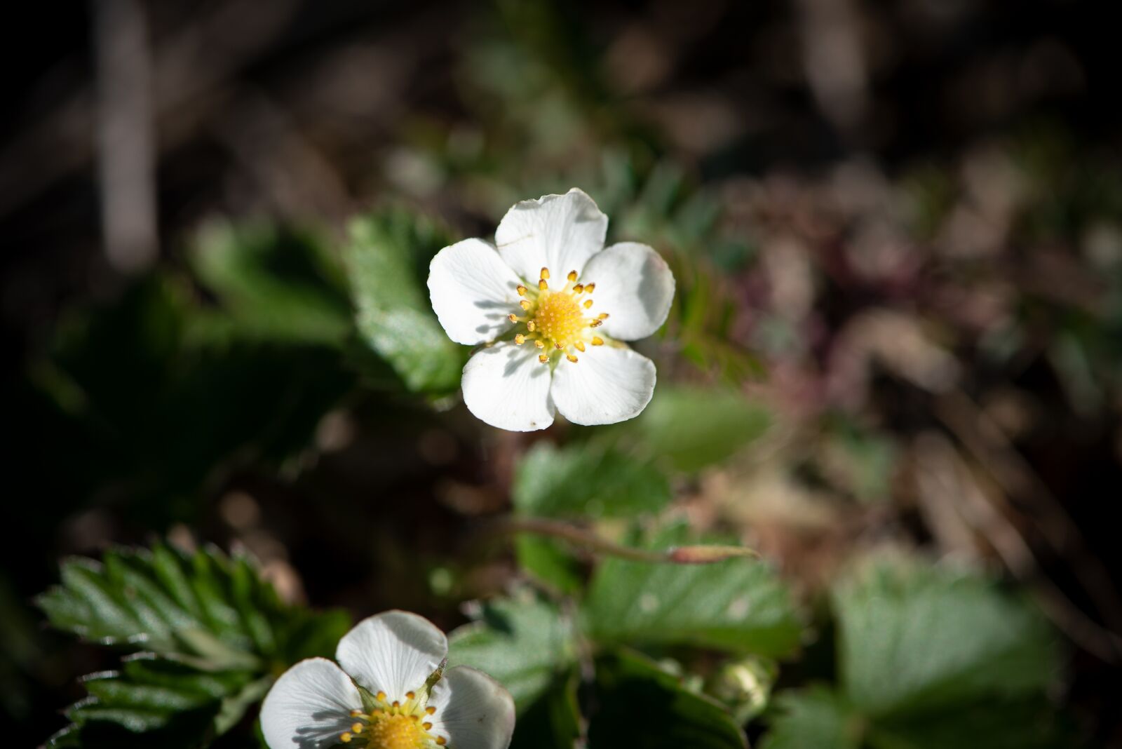 Nikon D750 sample photo. Strawberry flowers, flowers, white photography