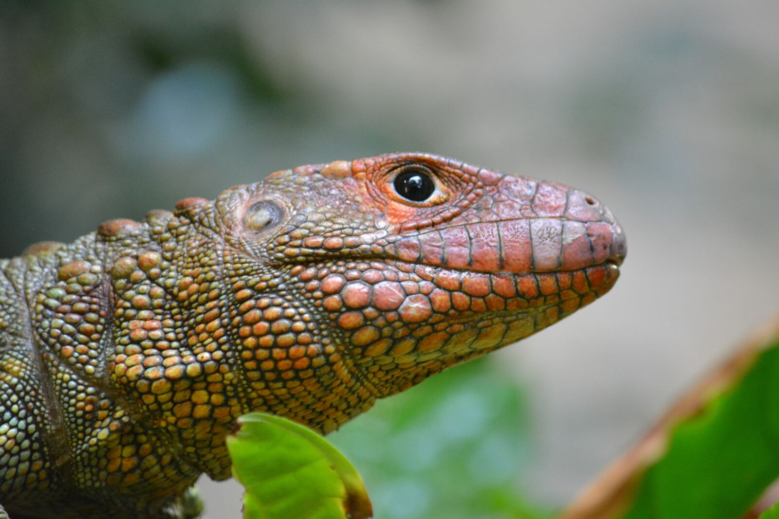 Nikon D5200 sample photo. Lizard, reptile, nature photography