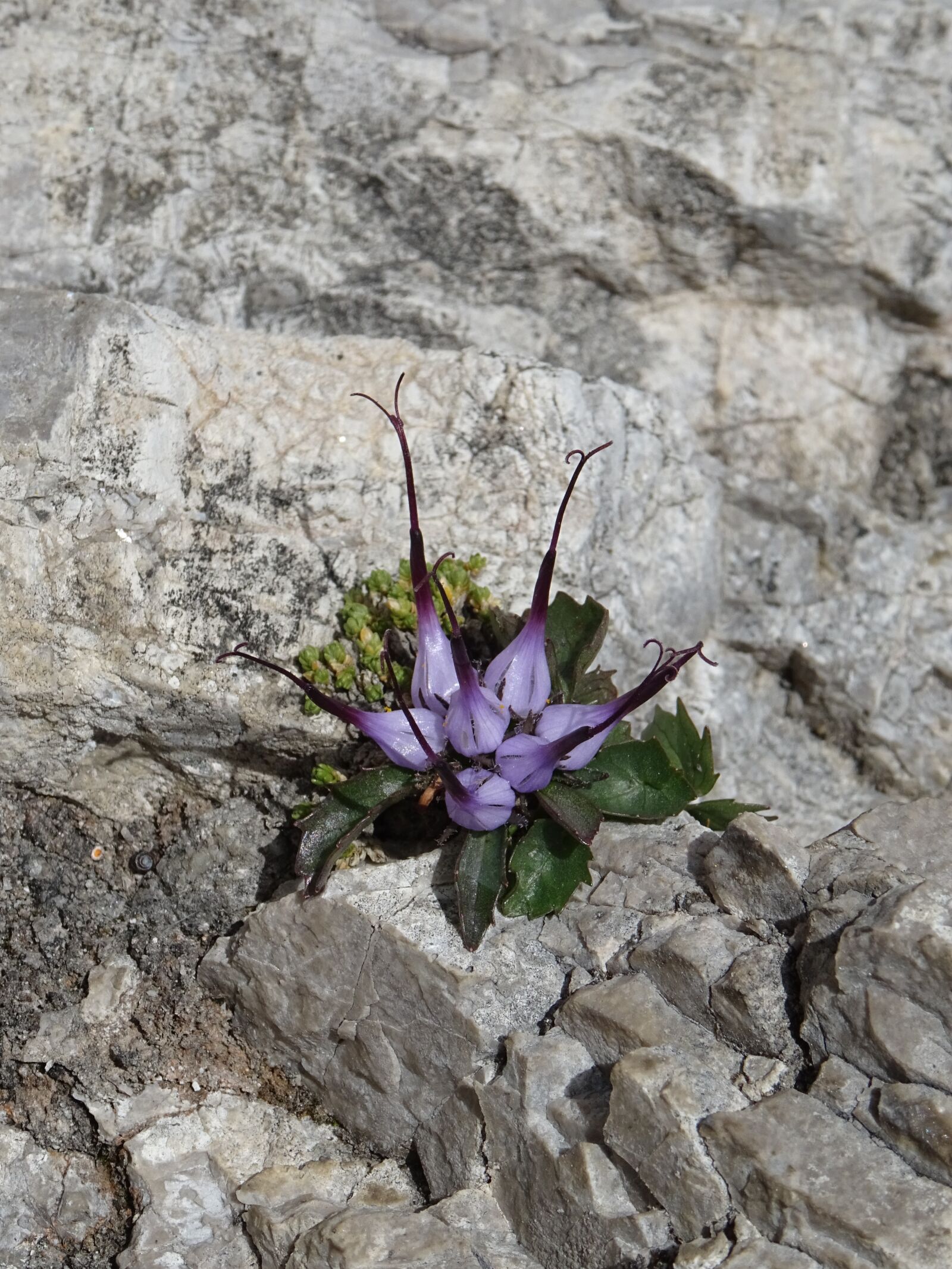 Sony DSC-HX60 sample photo. Rock, flower, nature photography