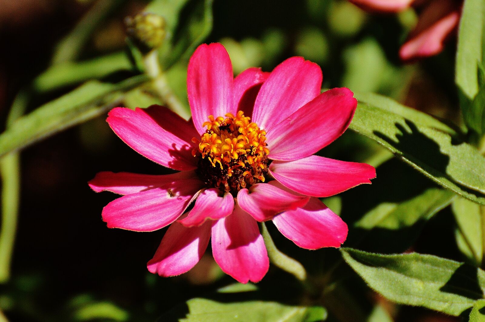 Nikon D3200 sample photo. Zinnia, flower, pink photography