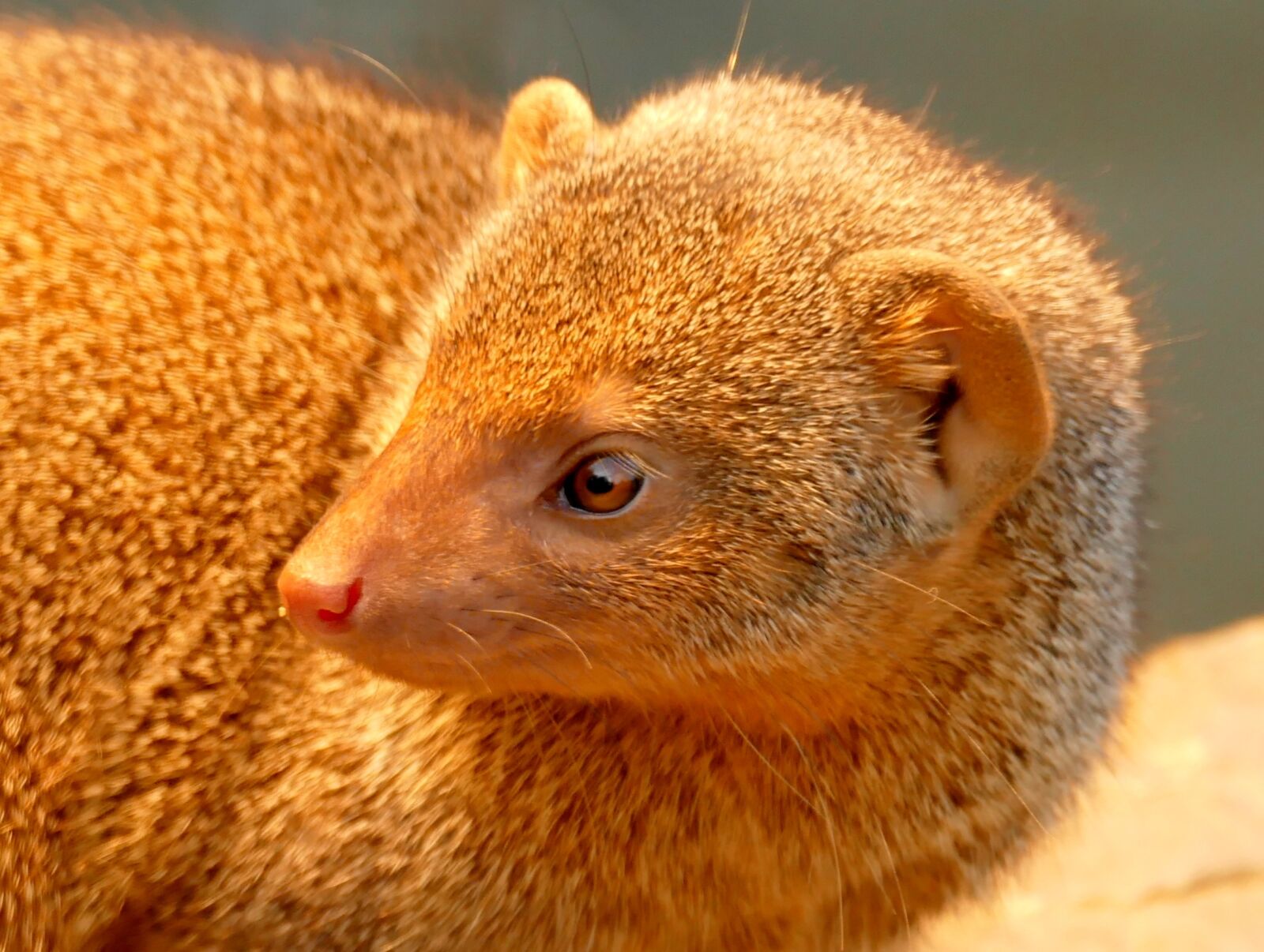 Panasonic Lumix DMC-FZ1000 sample photo. Mongoose, animal, creature photography