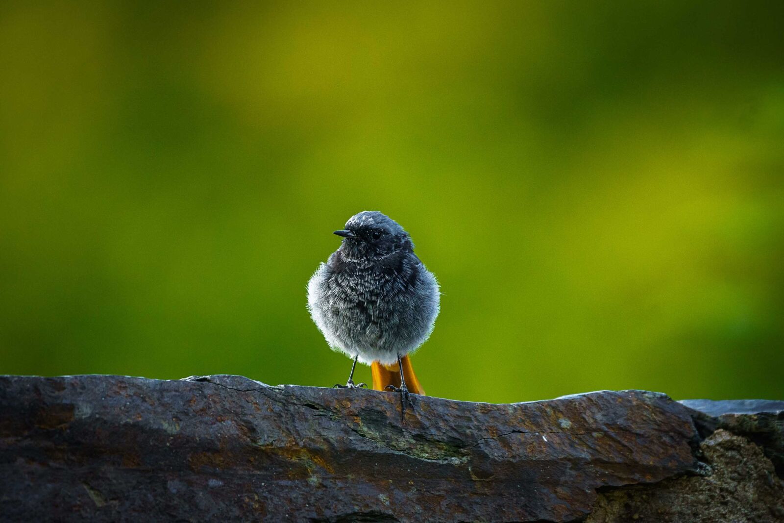 E 150-600mm F5-6.3 sample photo. Bird, wild, nature photography