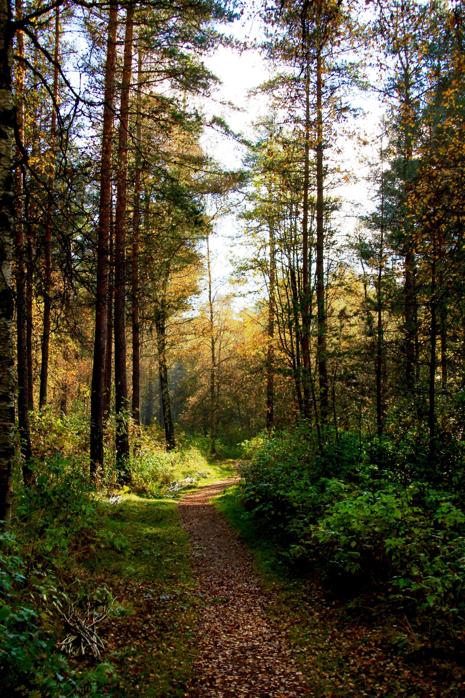 Canon EOS 60D sample photo. Forest, fall, autumn photography