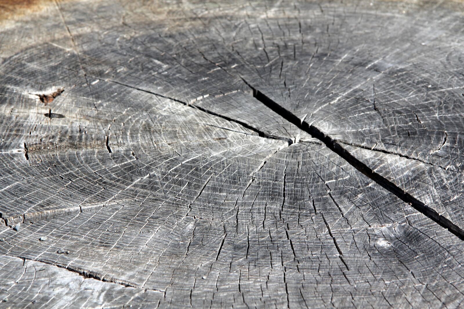 Canon EF-S 17-85mm F4-5.6 IS USM sample photo. Wood, tree, letokruh photography