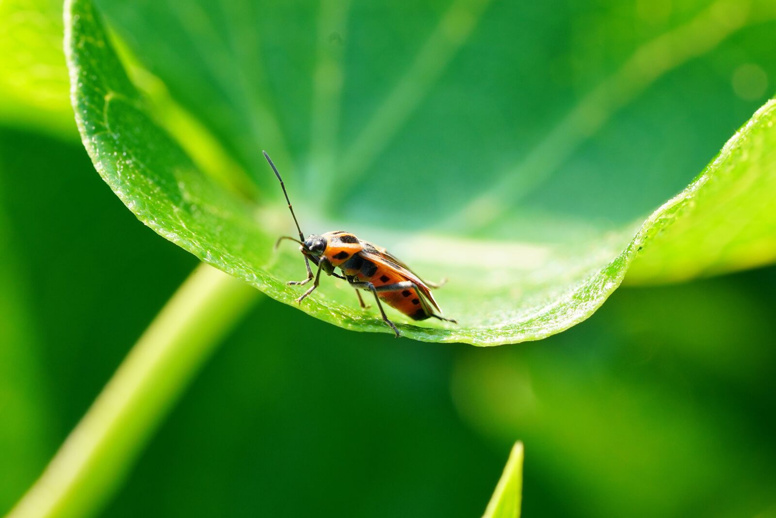 Sony a7R III + Sony FE 90mm F2.8 Macro G OSS sample photo. Insect, nature, summer photography