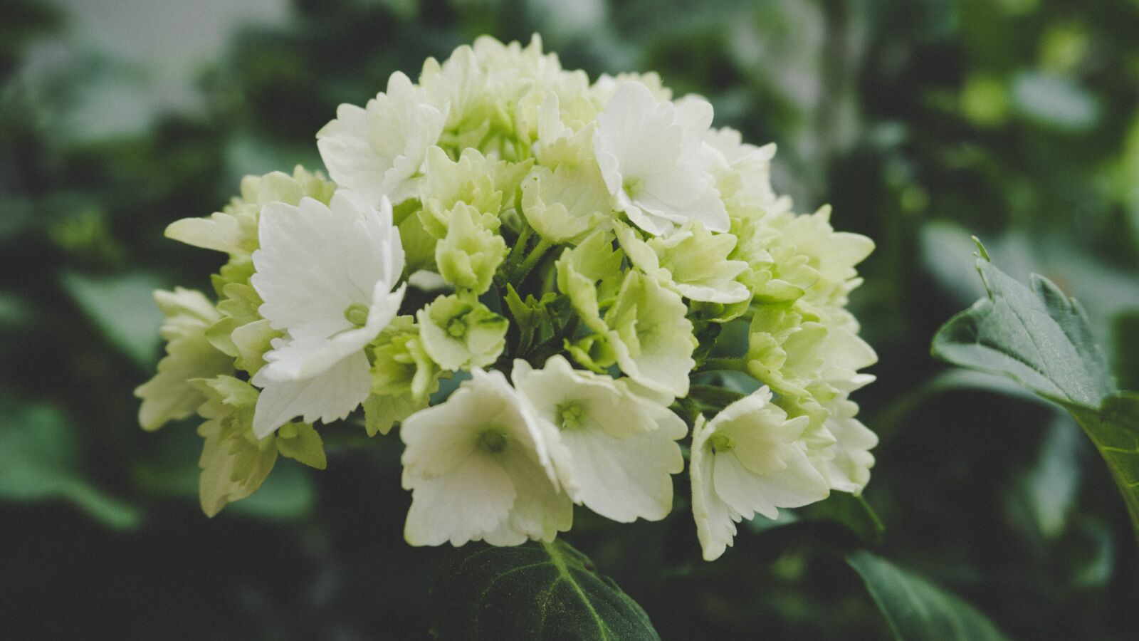 Sony E 16-50mm F3.5-5.6 PZ OSS sample photo. Flower, white, nature photography