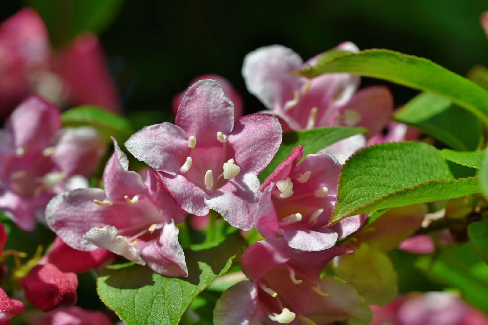 Nikon D7200 sample photo. Weigelien, ornamental shrub, spring photography