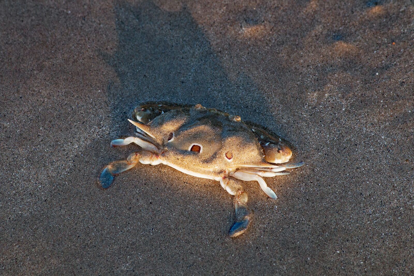 Canon EF-S 55-250mm F4-5.6 IS sample photo. Sea, ocean, nature photography