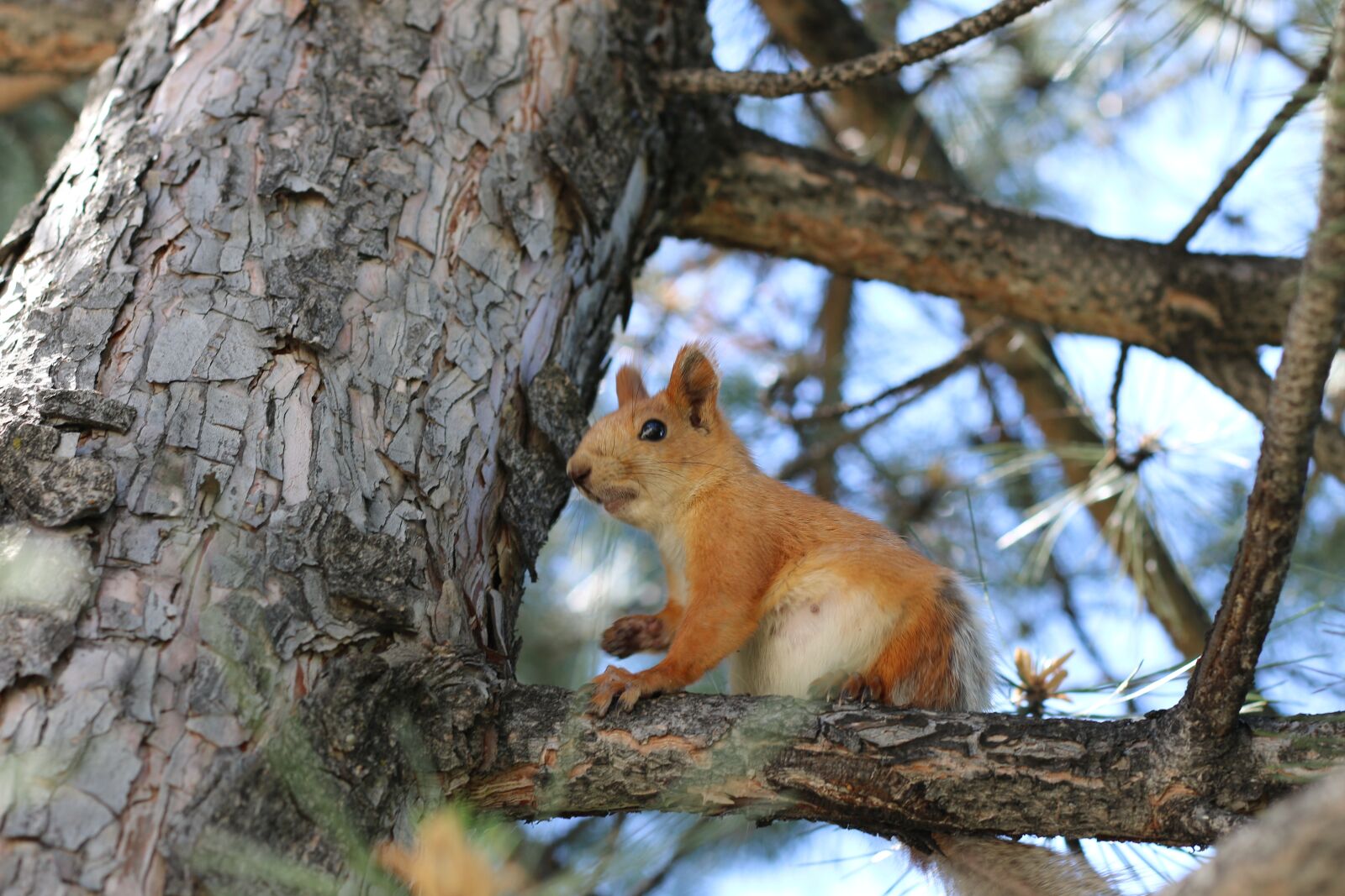 Canon EOS 70D + Canon EF 50mm F1.8 II sample photo. Squirrel, tree, rodent photography