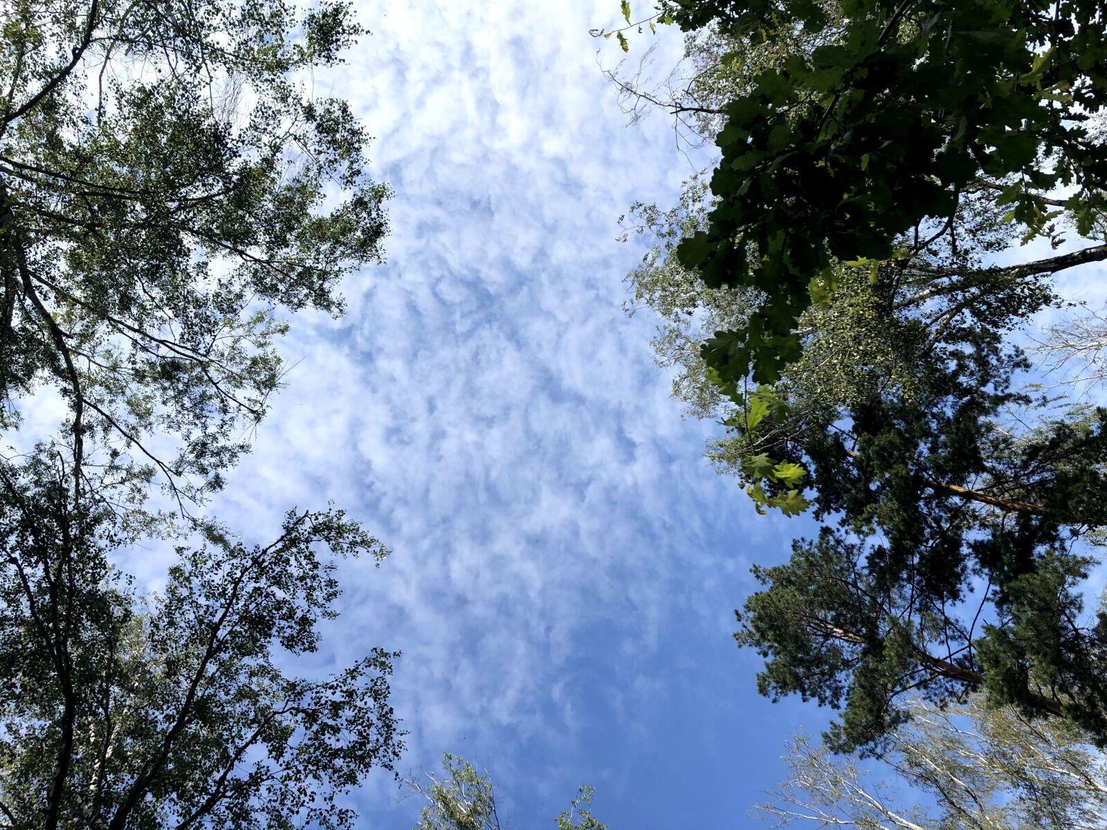 iPhone 8 back camera 3.99mm f/1.8 sample photo. Sky, summer, trees photography