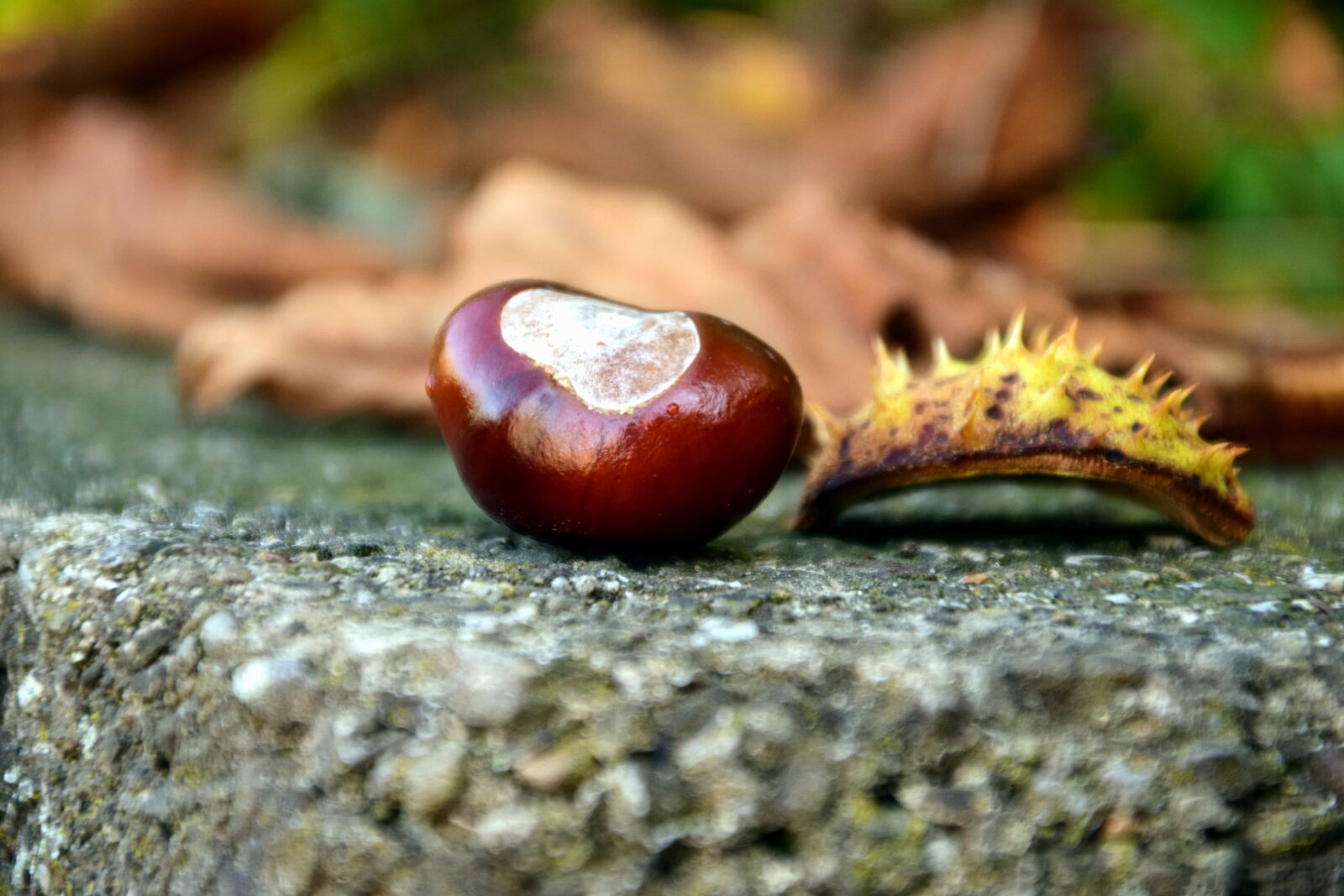 Nikon D3300 sample photo. Wood, nature, leaf, seed photography