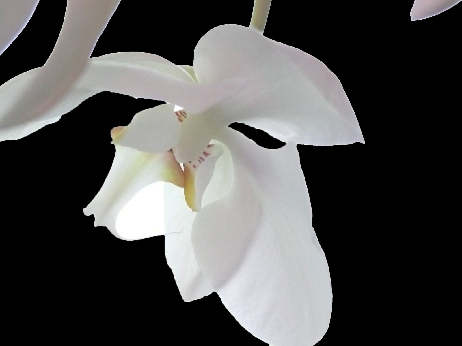 Leica V-LUX 1 sample photo. Orchid, white, flower photography