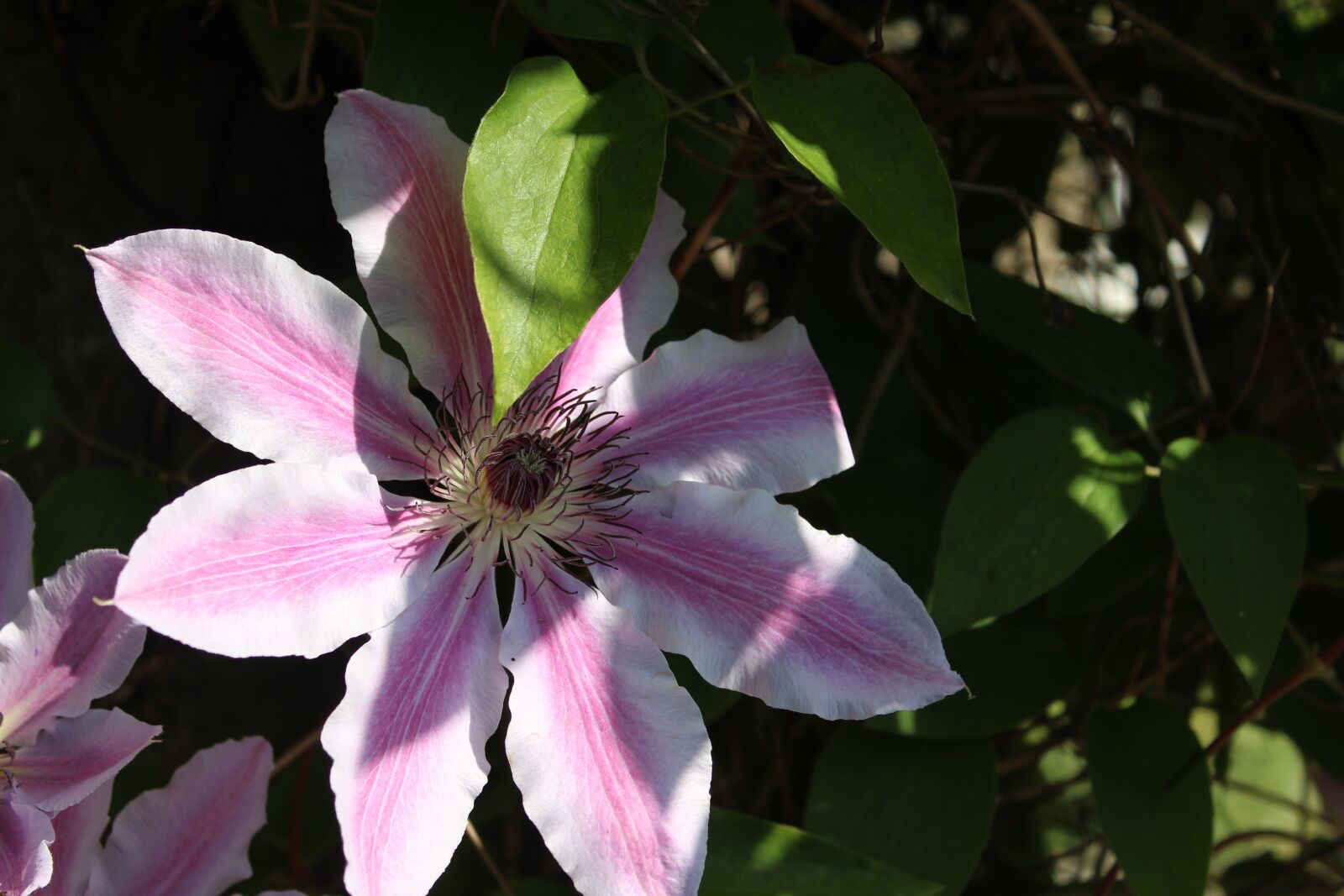 Canon EOS 1300D (EOS Rebel T6 / EOS Kiss X80) sample photo. Clematis, climber, spring photography