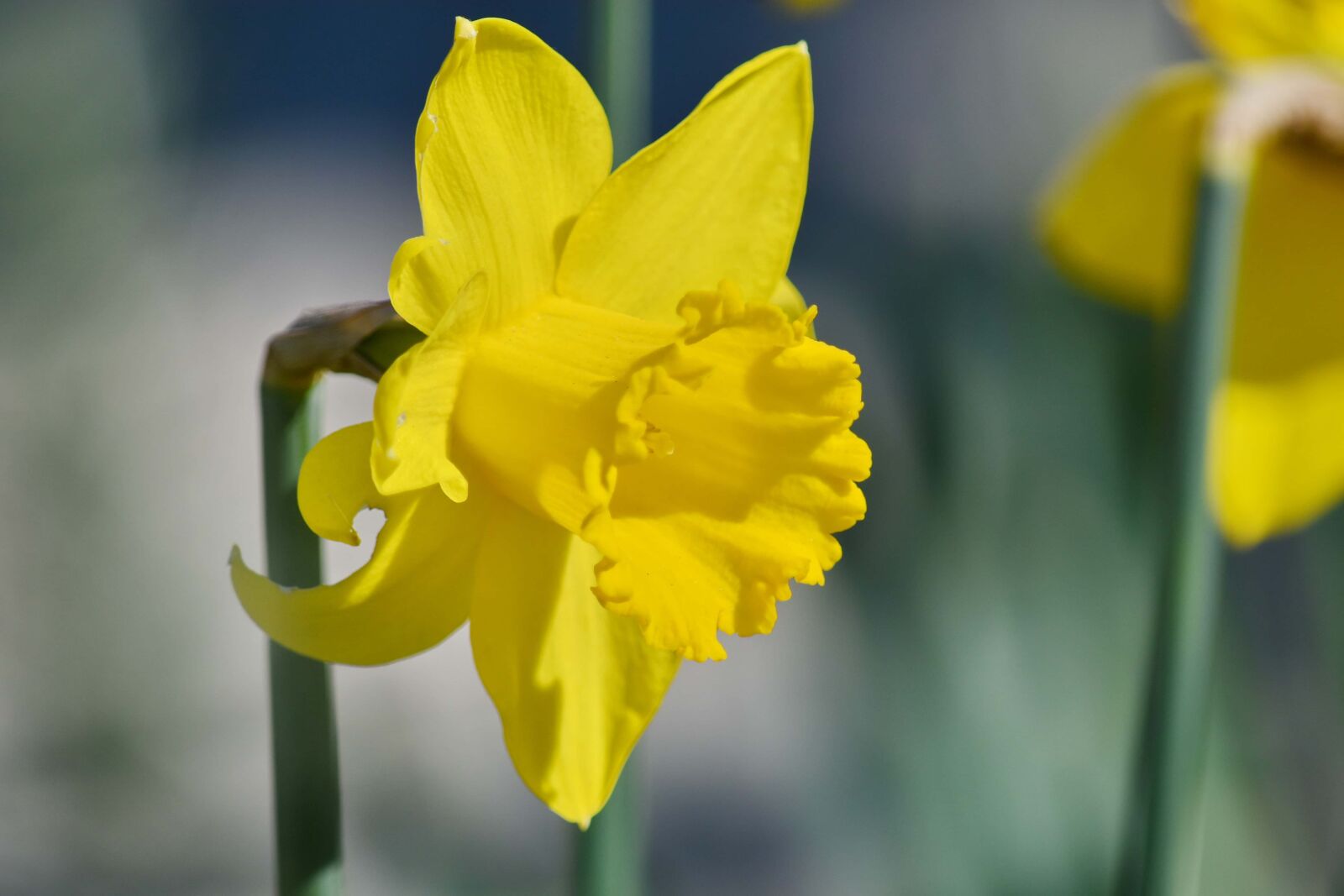 Nikon D5500 sample photo. Blurry, daffodil, narcissus, yellow photography