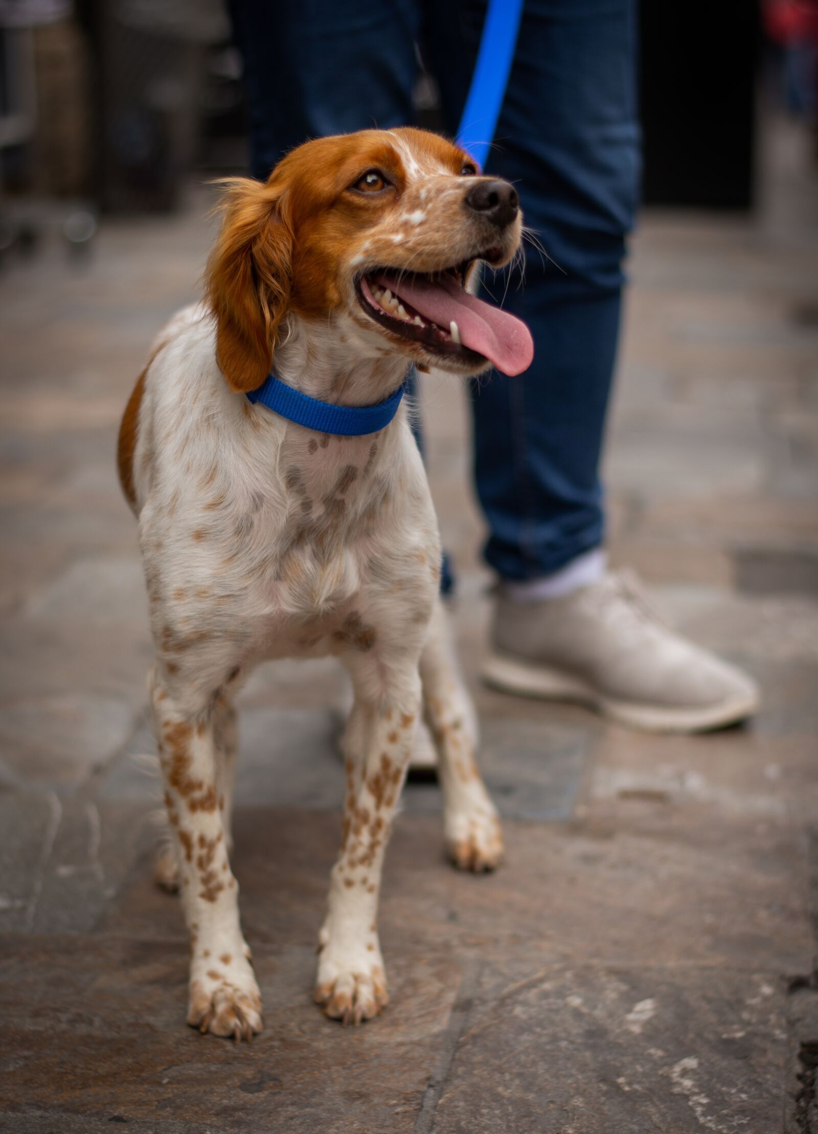 Nikon D7200 sample photo. Dog, adorable, cute photography