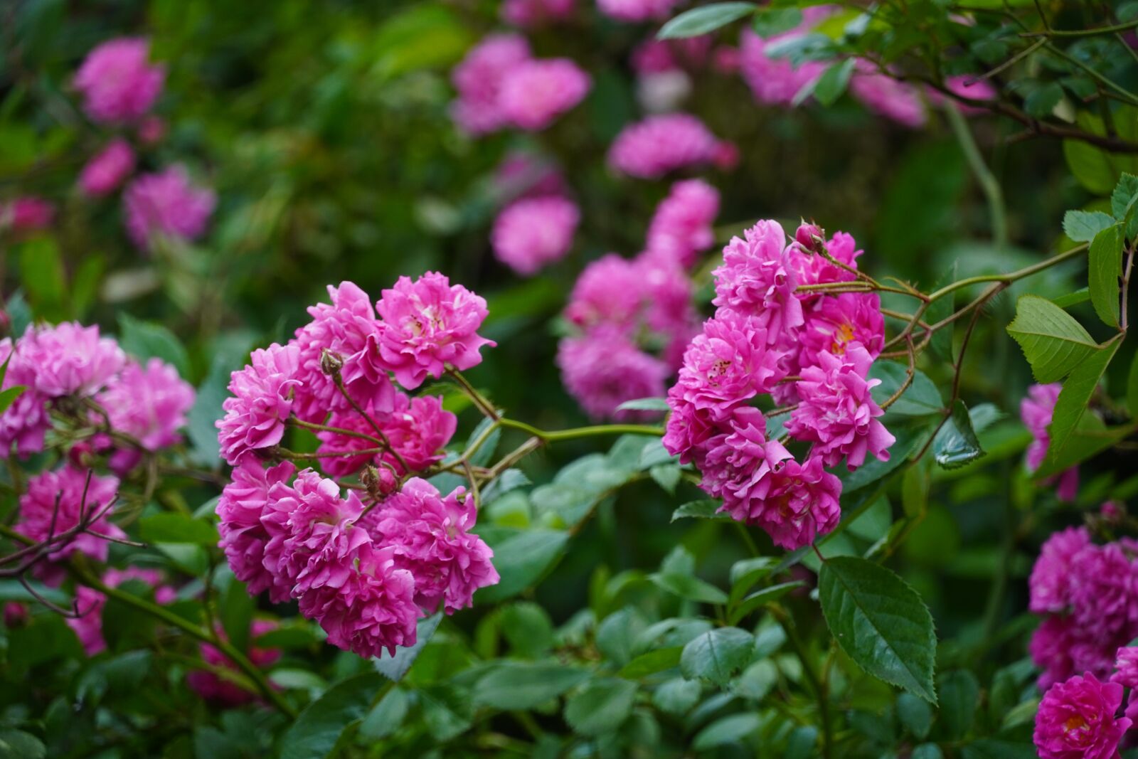 Sony a6400 sample photo. Peony, pink, blossom photography