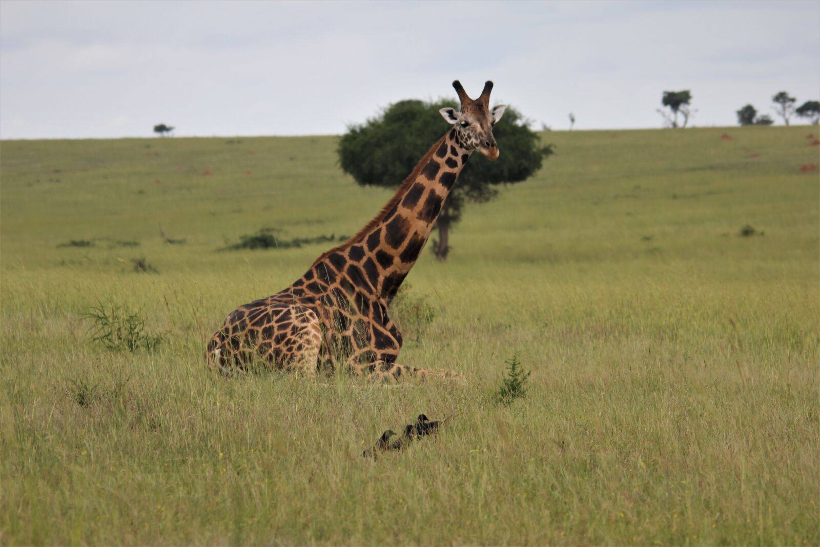 Canon EOS 60D sample photo. Giraffe, laying, down photography