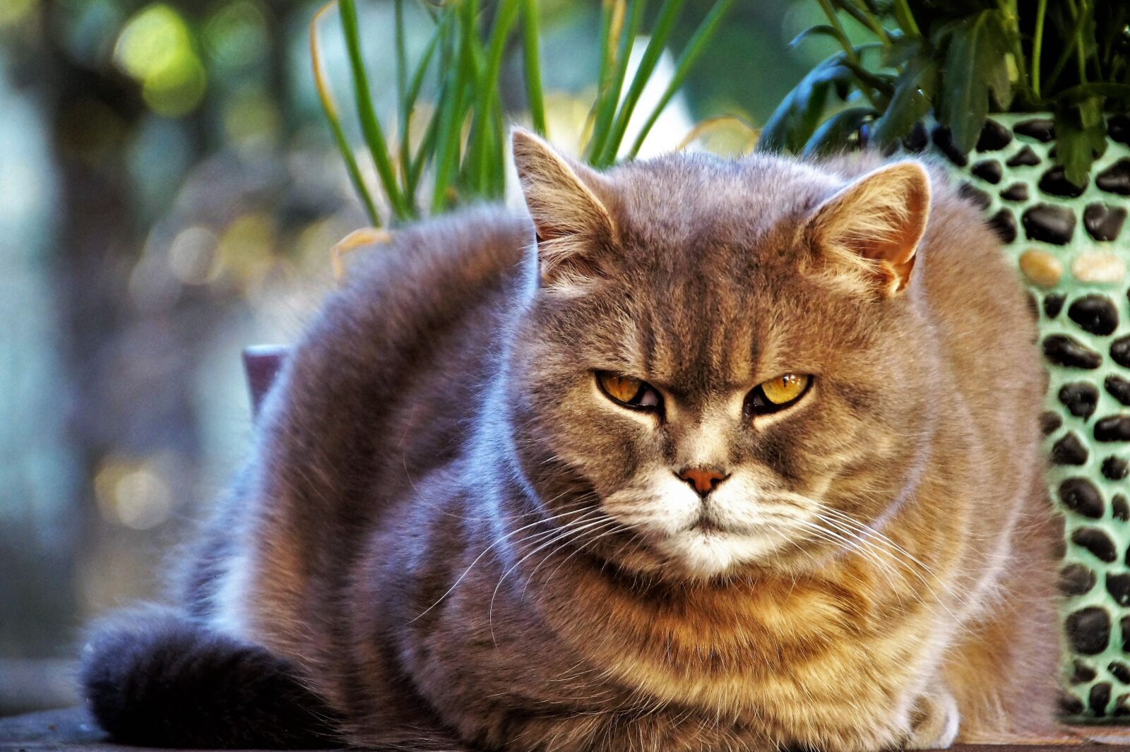 Sony SLT-A58 sample photo. Cat, british, blue photography