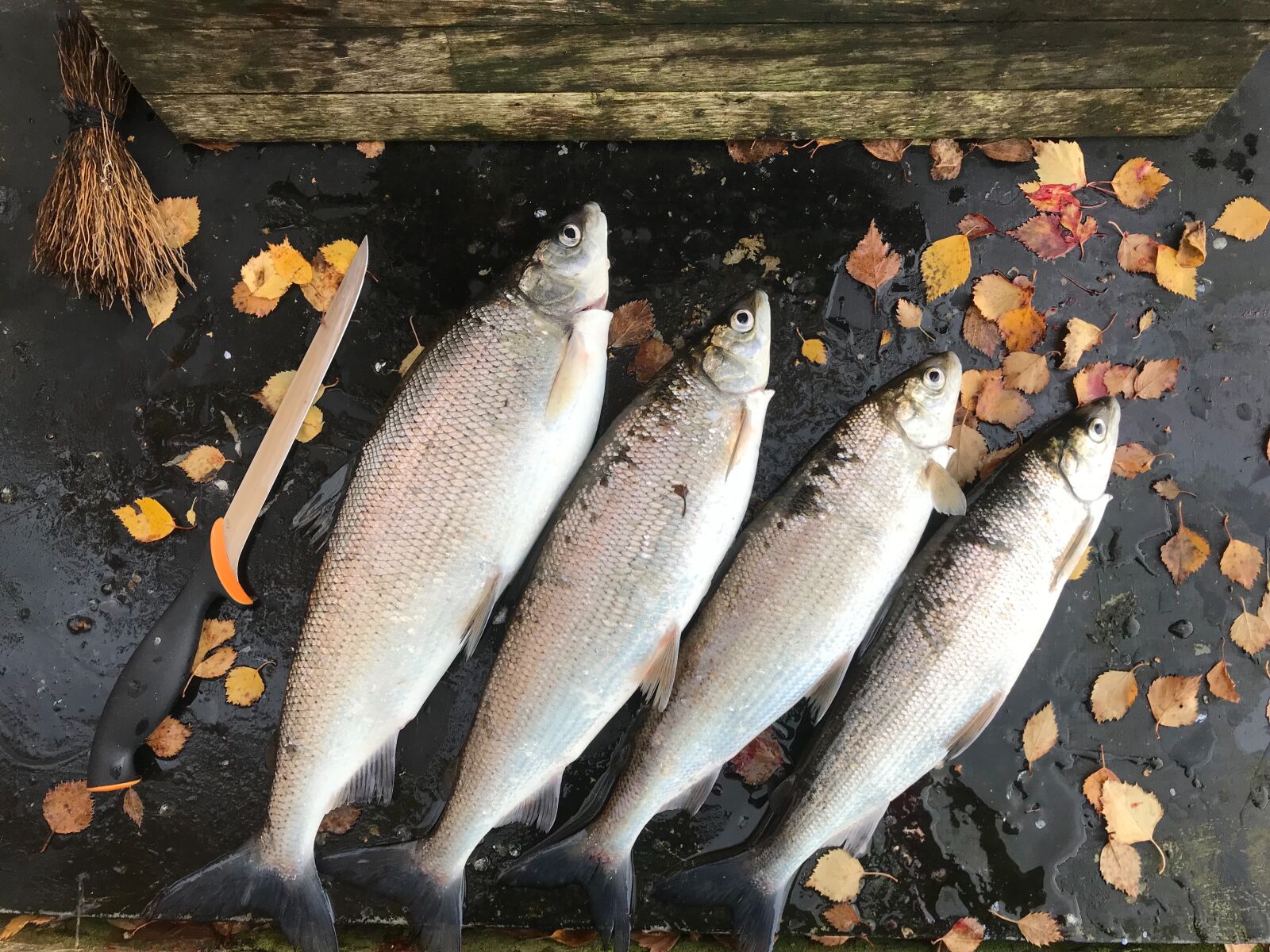 iPhone 7 back camera 3.99mm f/1.8 sample photo. Sik, fish, delicious photography