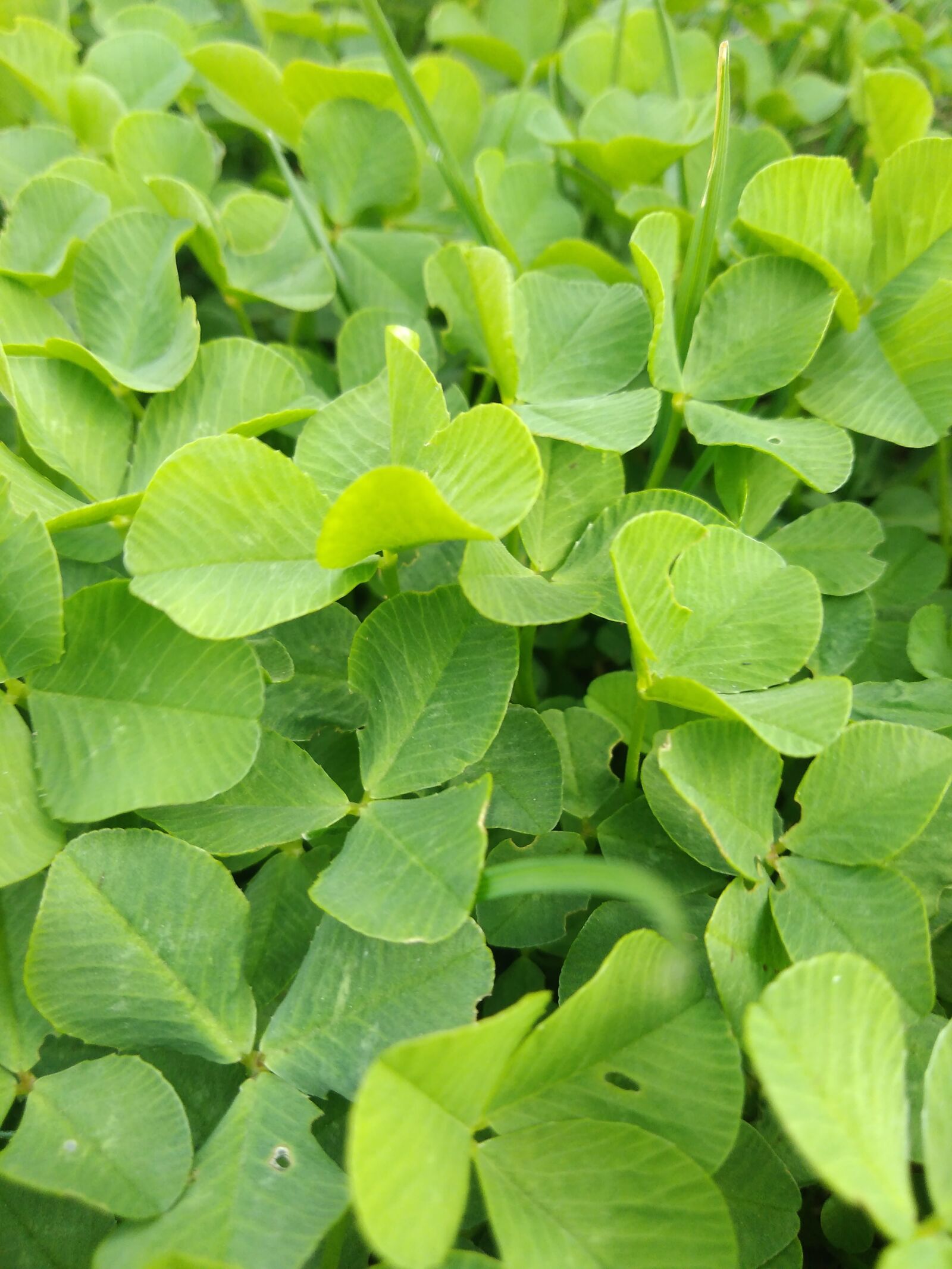 HUAWEI Honor 6A sample photo. Grass, cloverleaf, nature photography