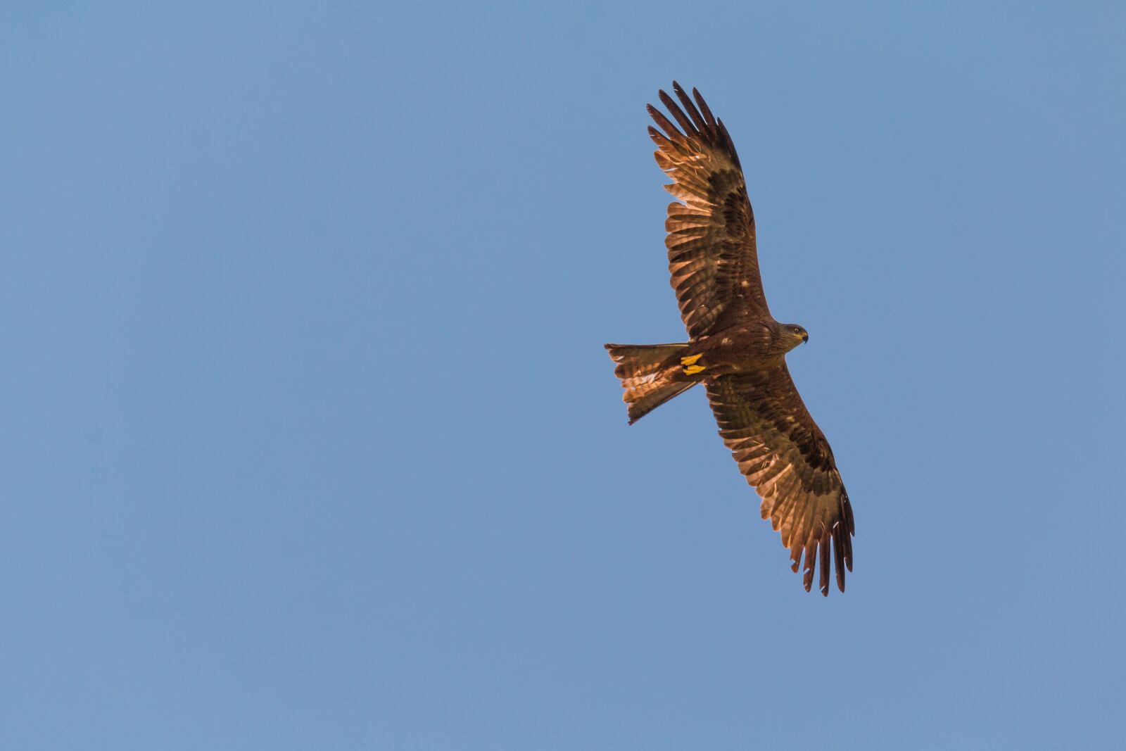 150-600mm F5-6.3 DG OS HSM | Contemporary 015 sample photo. Milan, bird of prey photography