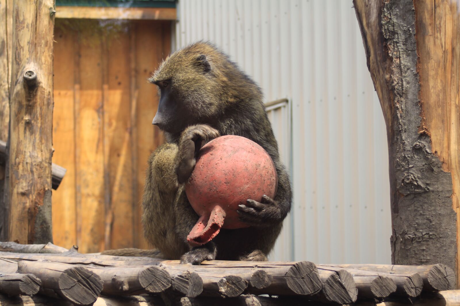 Canon EOS 50D sample photo. Monkey, ball, animal photography