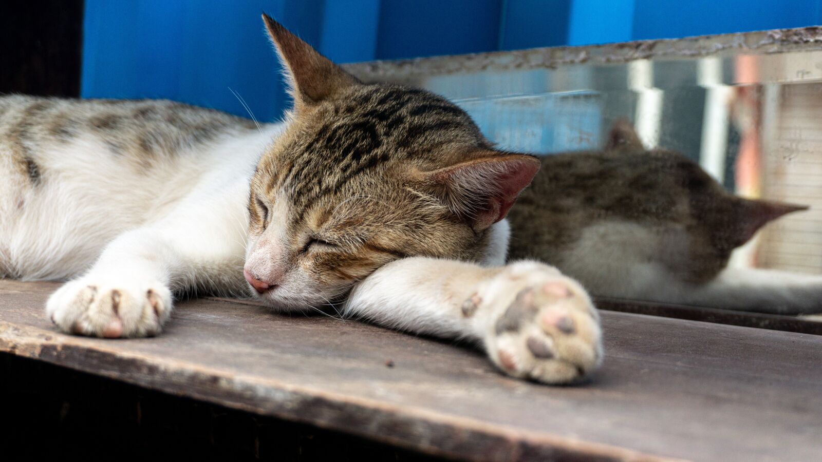 Sony a6000 sample photo. Cat, stray, sle photography