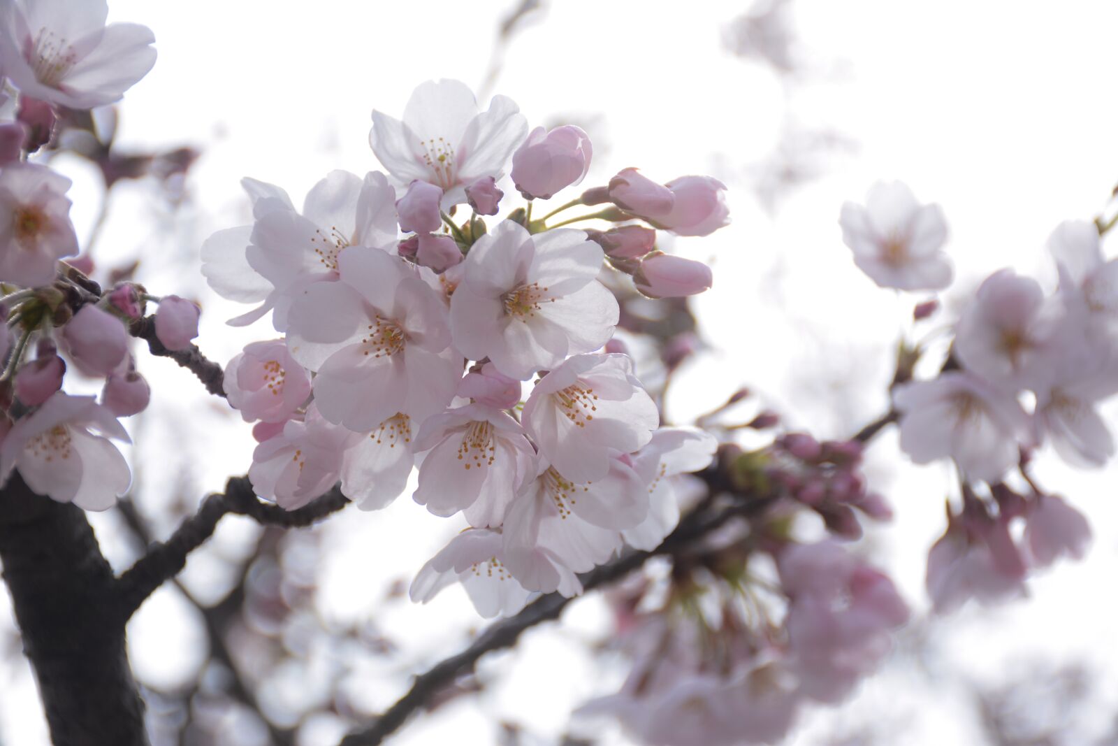Nikon D7100 sample photo. Cherry blossom, flower, spring photography