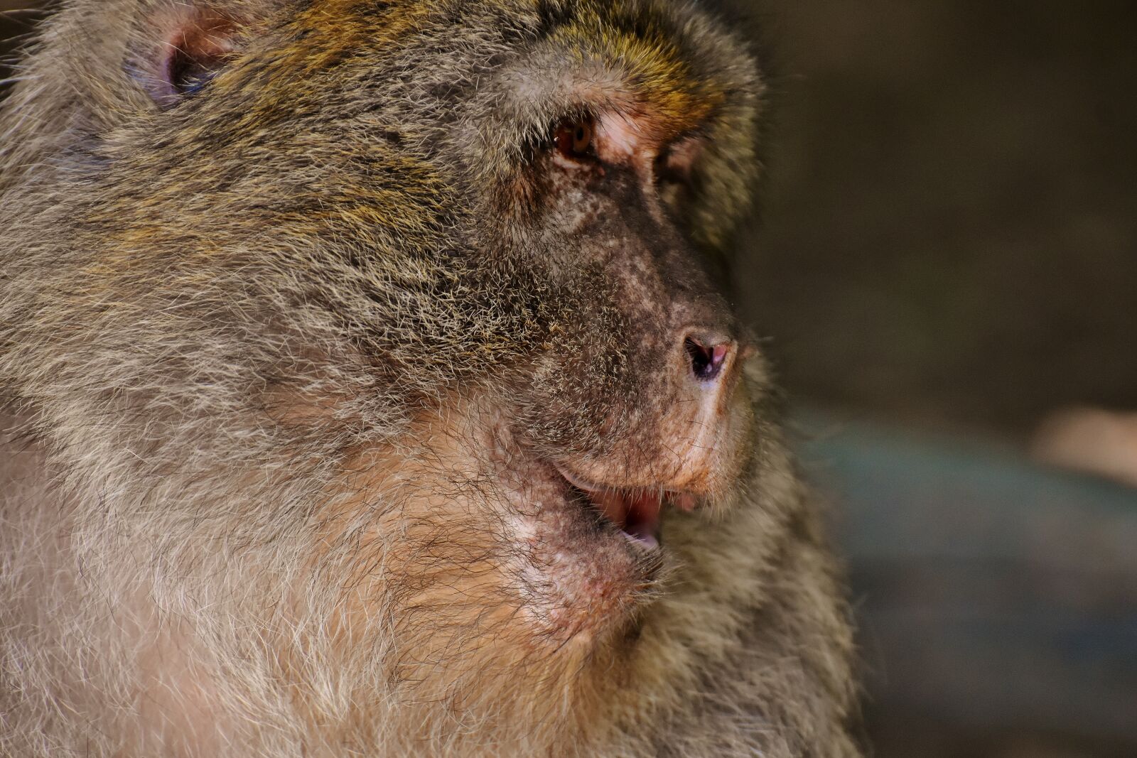 Nikon D7200 sample photo. Ape, barbary ape, endangered photography