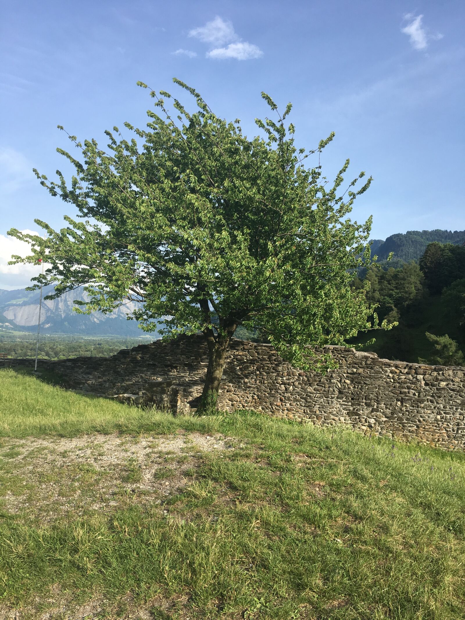 Apple iPhone 6s sample photo. Tree, rest, nature photography