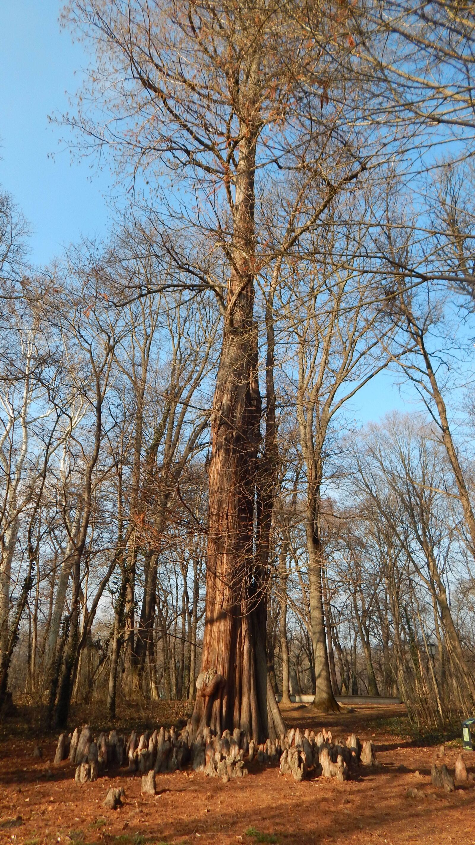 Nikon Coolpix L830 sample photo. Tree, brown, nature photography