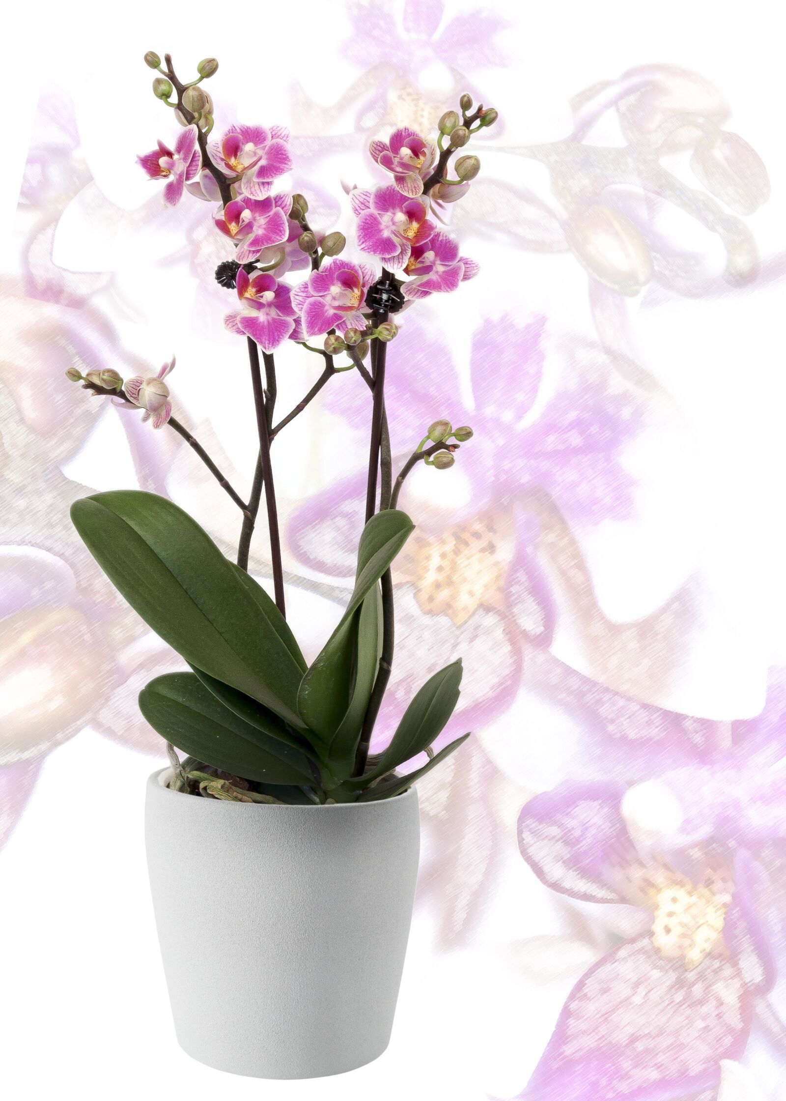 Canon EOS 50D + Canon EF 24-105mm F4L IS USM sample photo. Orchid, phalaenopsis, yellow photography