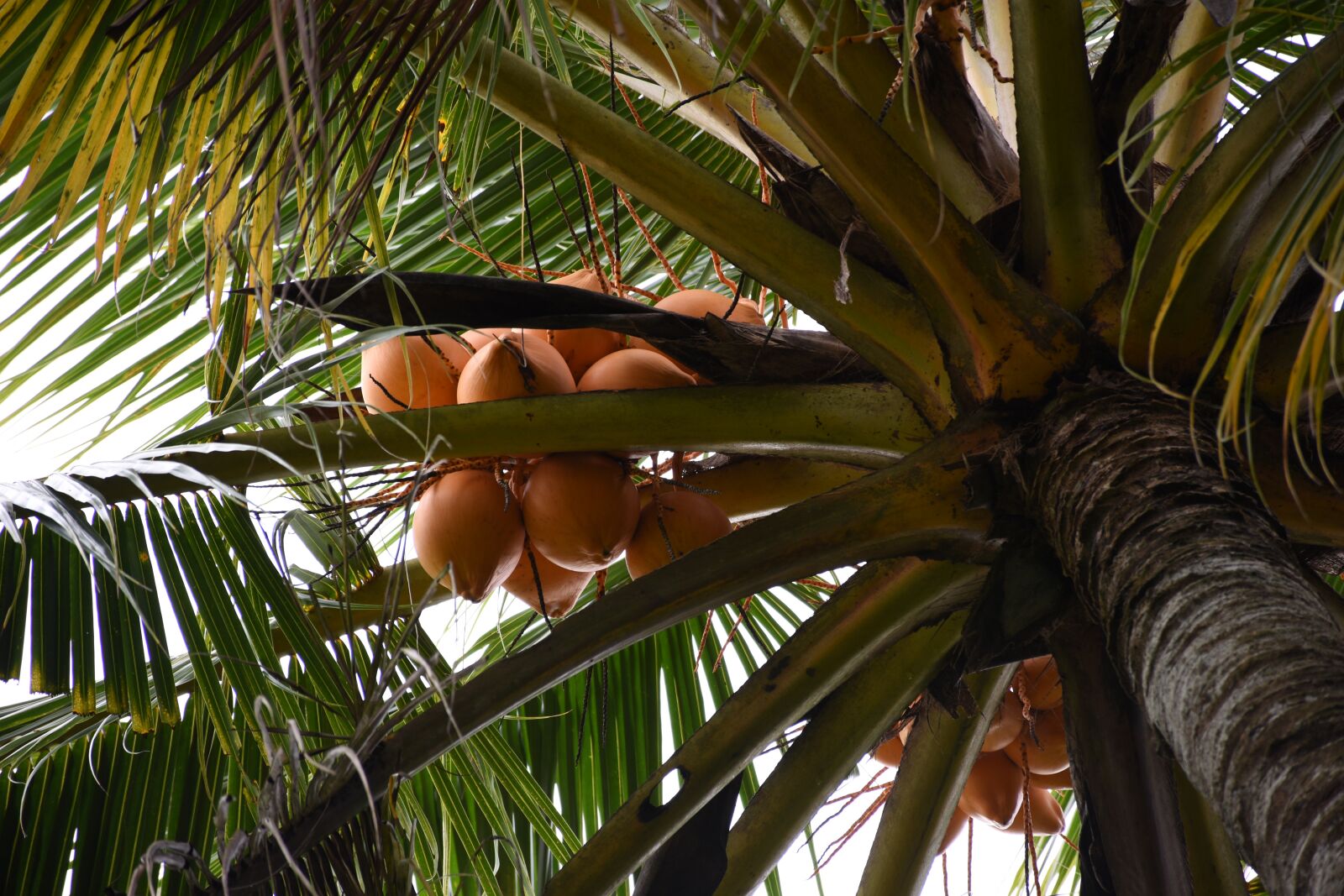 Nikon D7200 sample photo. King coconuts on the photography