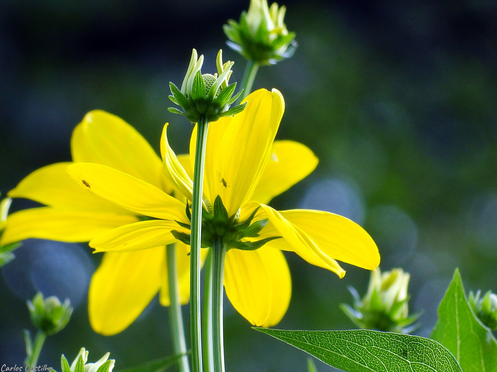 Sony Cyber-shot DSC-HX100V sample photo. Flower, plant, nature photography