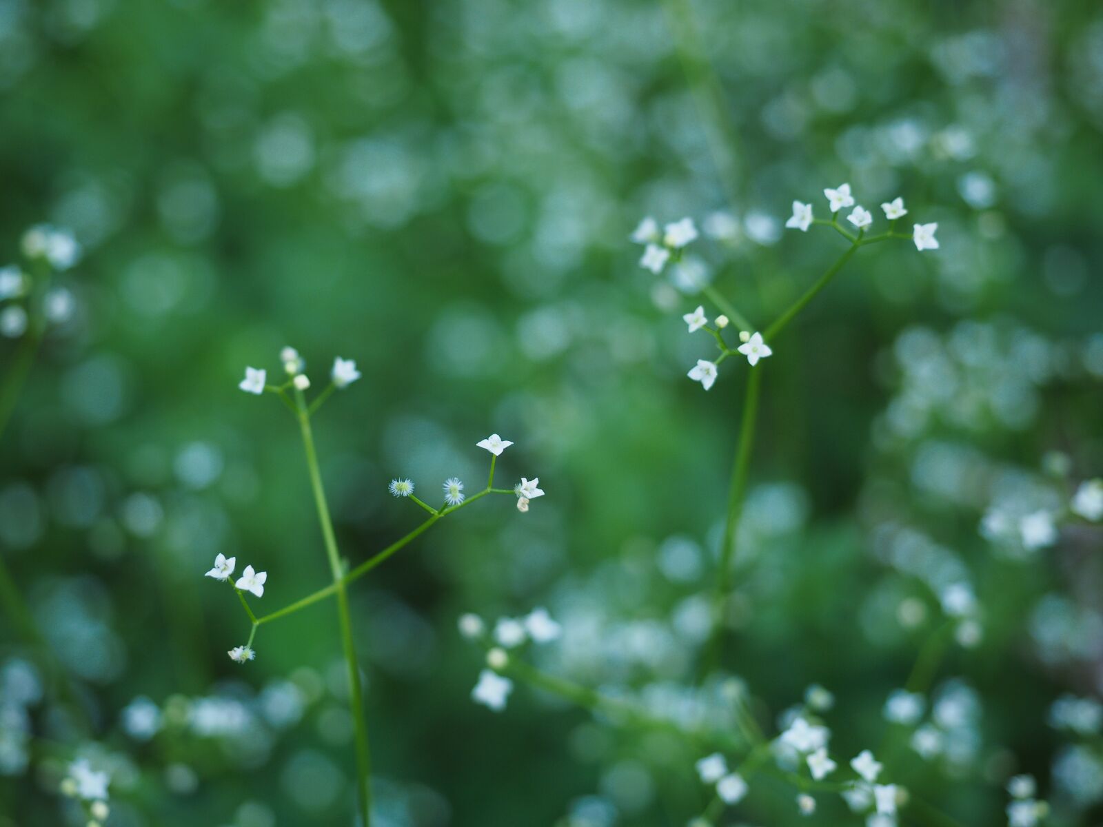 Olympus OM-D E-M1 + Olympus M.Zuiko Digital ED 12-40mm F2.8 Pro sample photo. Round-leaf bedstraw, flowers, white photography