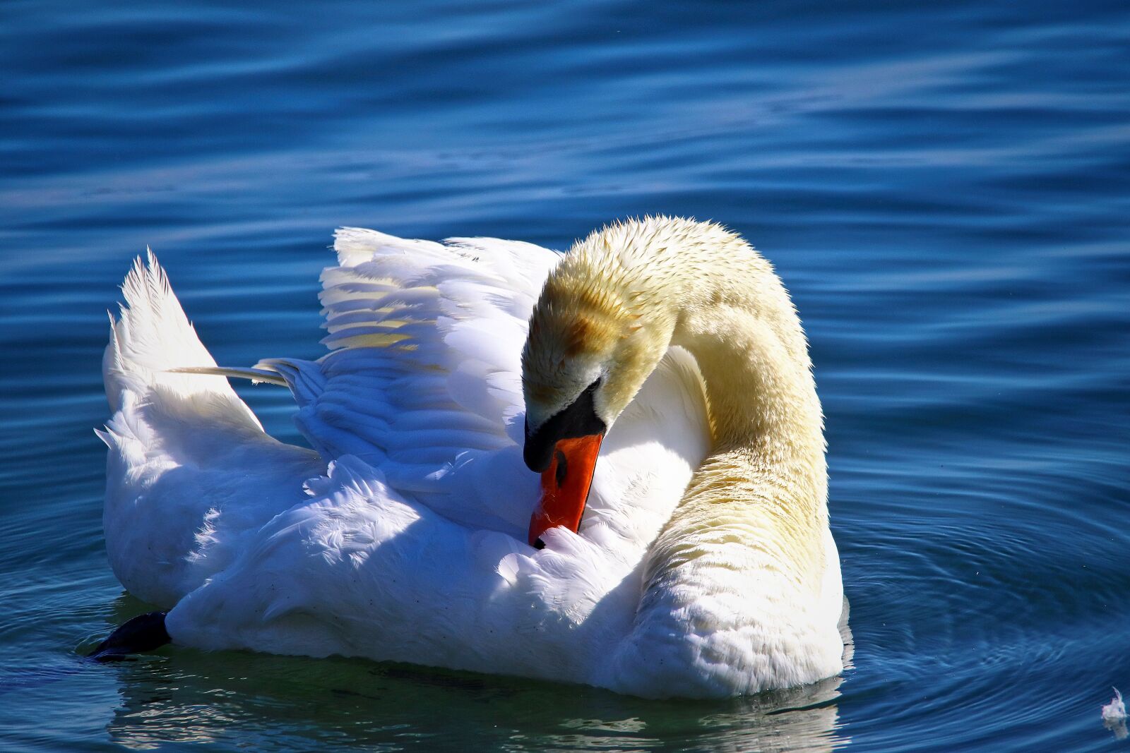Canon EOS 200D (EOS Rebel SL2 / EOS Kiss X9) sample photo. Swan, nature, summer photography