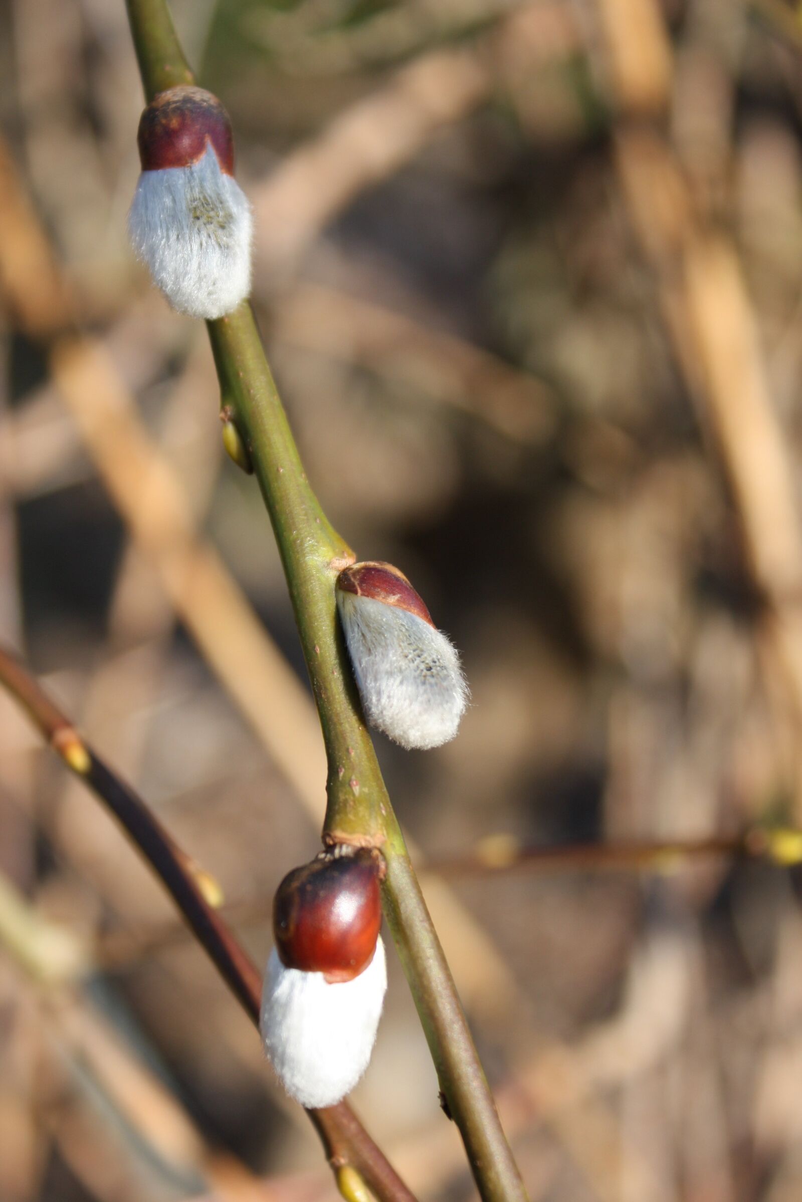 Canon EOS 450D (EOS Rebel XSi / EOS Kiss X2) sample photo. Branch, willow catkin, spring photography