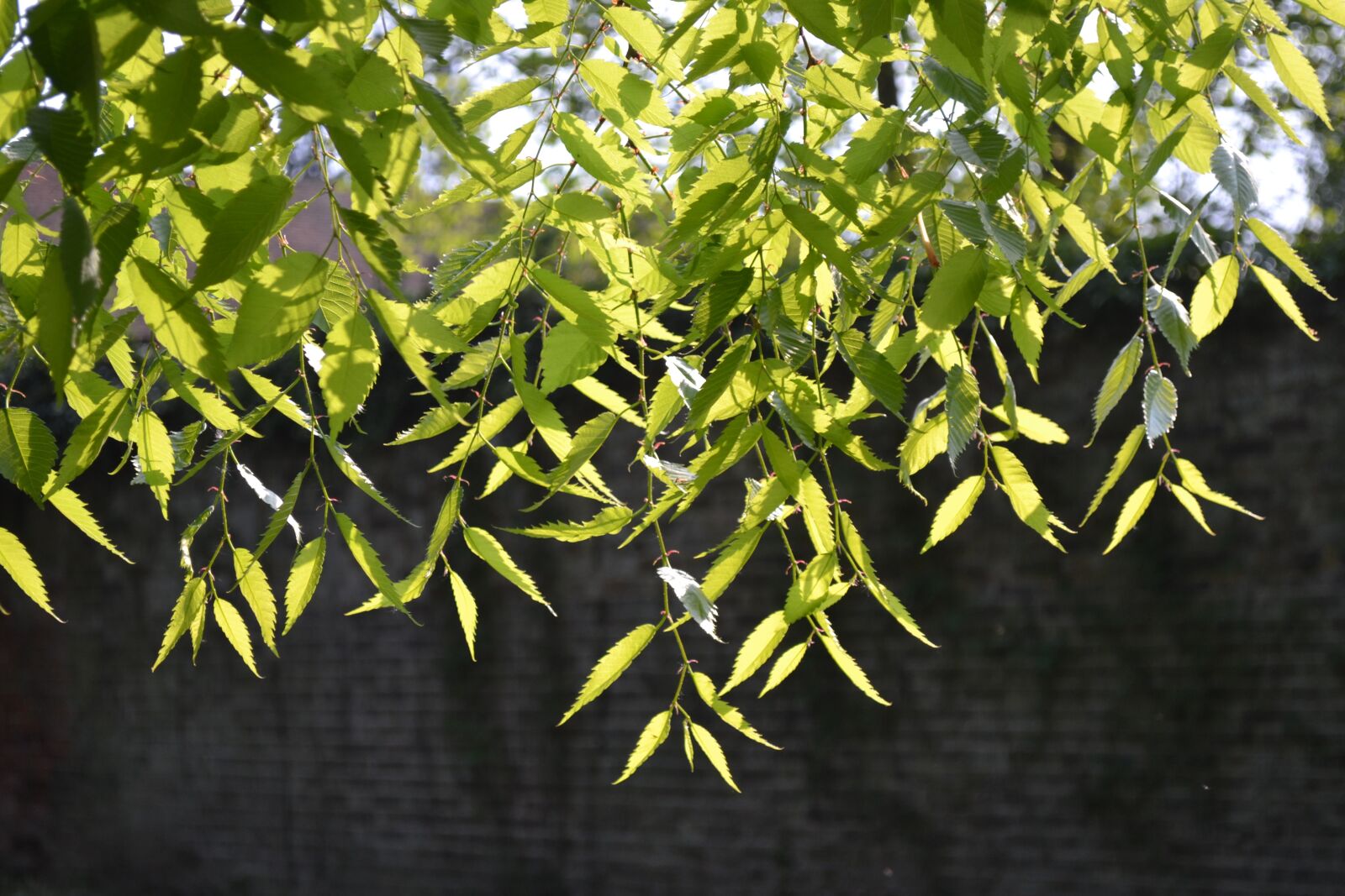 Nikon D3100 sample photo. Plant, canopy, growing photography