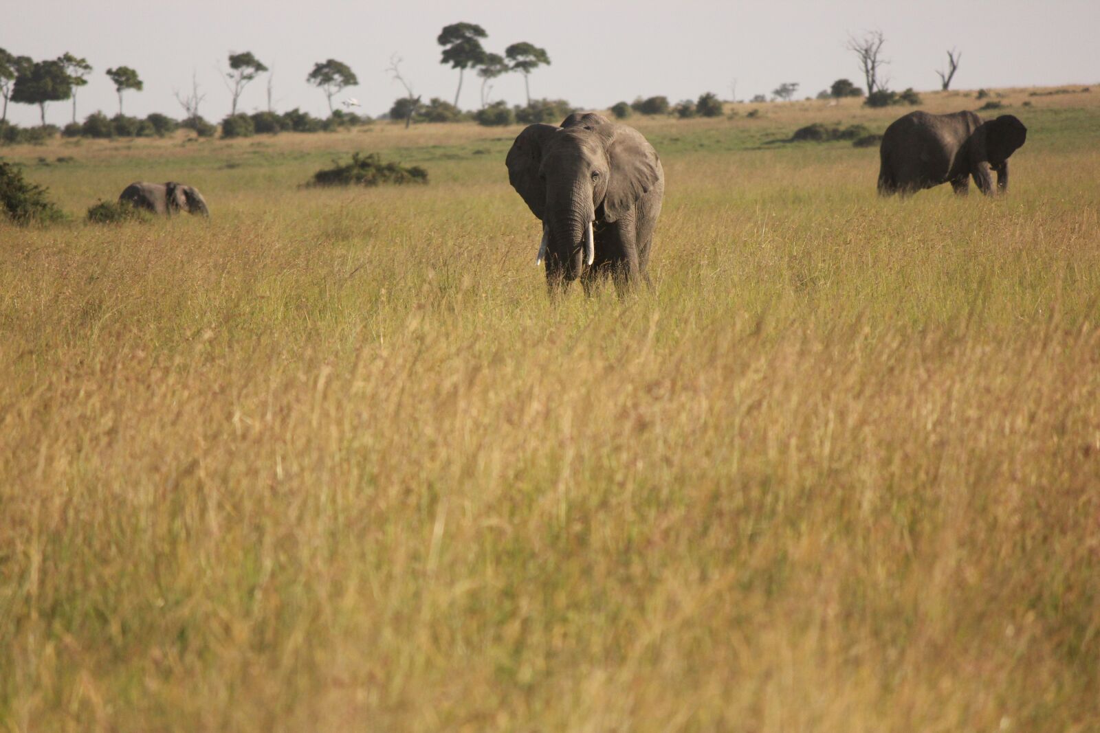 Canon EOS 550D (EOS Rebel T2i / EOS Kiss X4) sample photo. Elephant, africa, safari photography