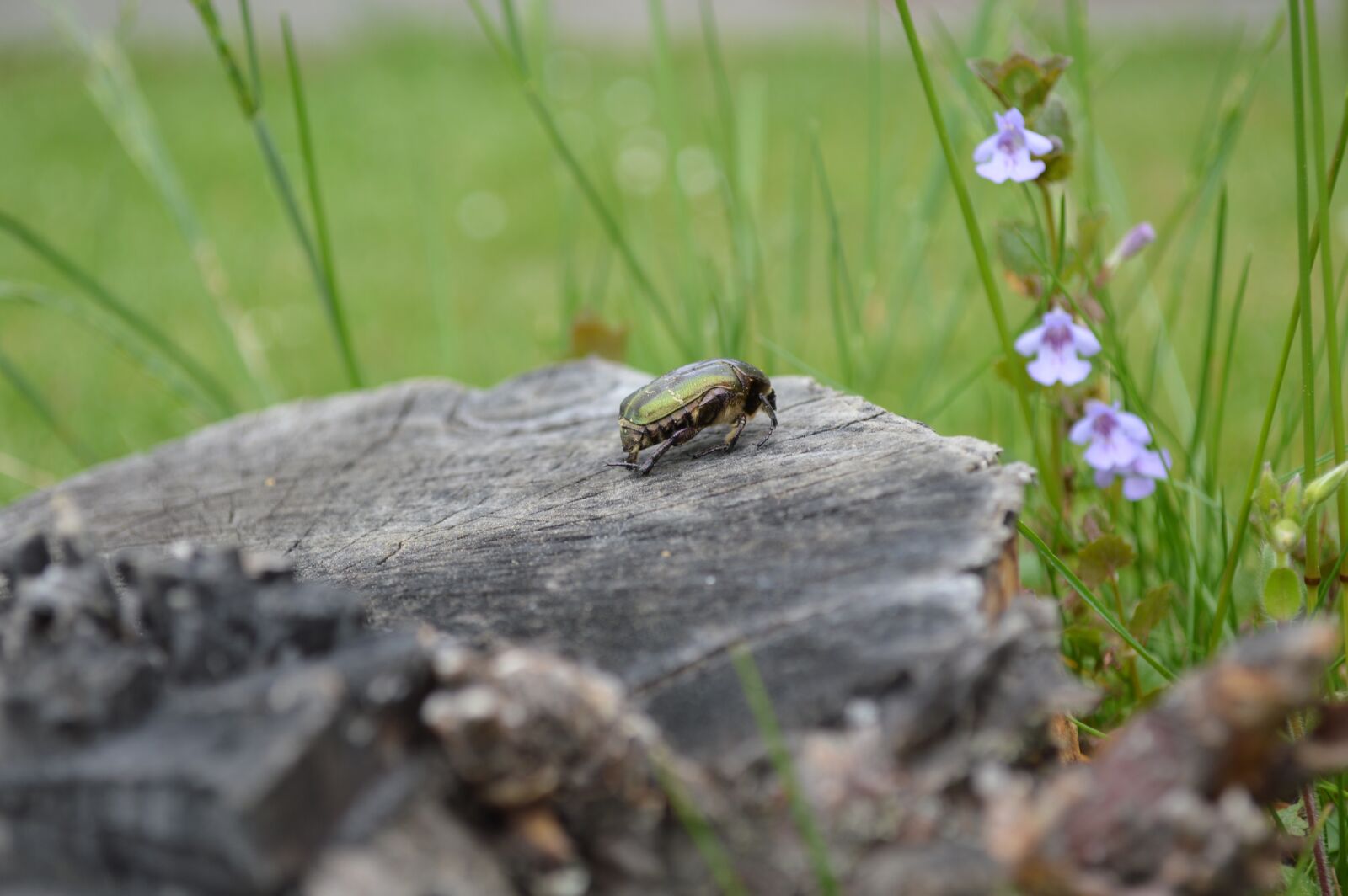 Nikon D3200 sample photo. Beetle, tree stump, close photography