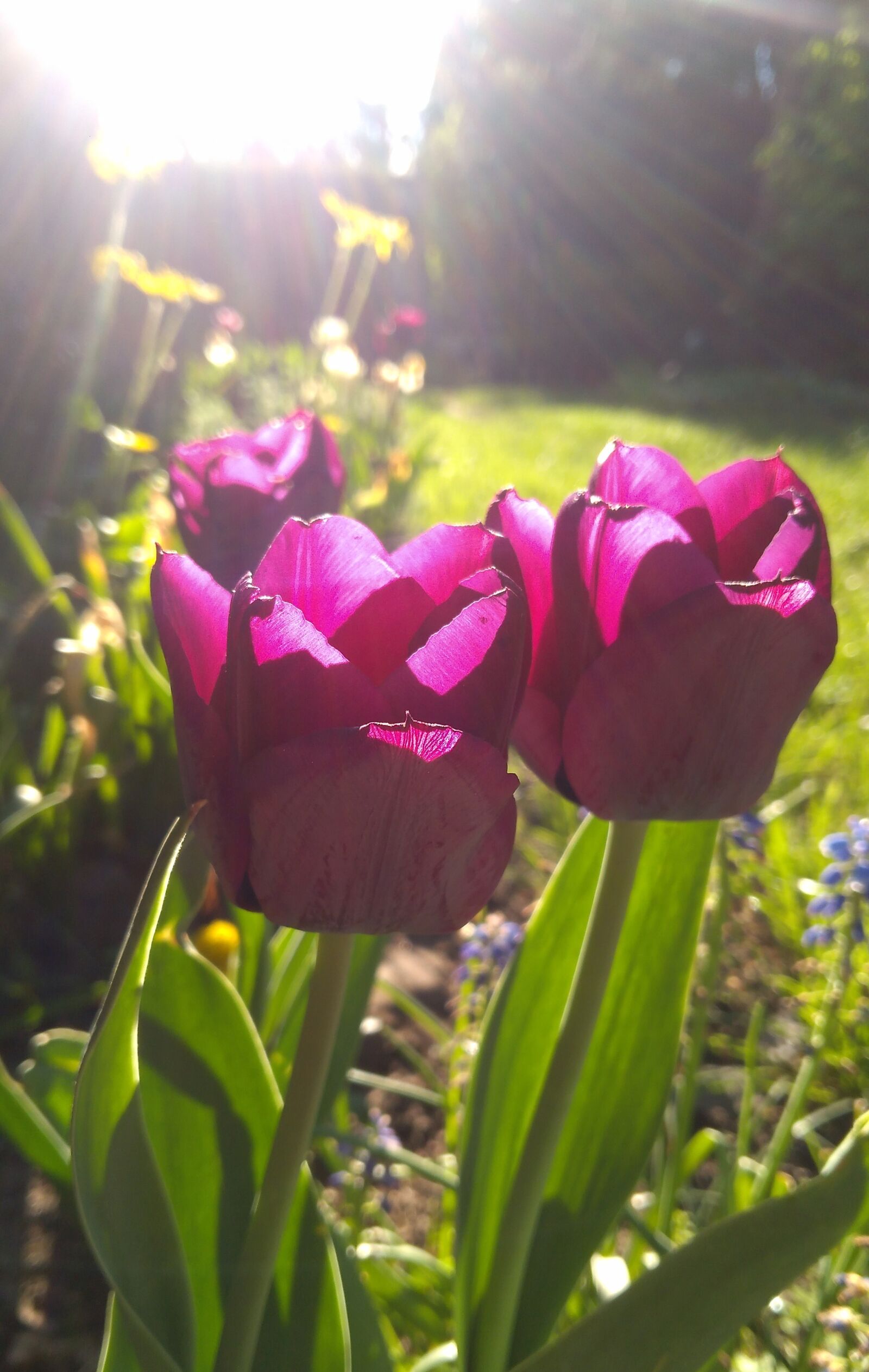 Lenovo K6 NOTE sample photo. Nature, flower, plant photography