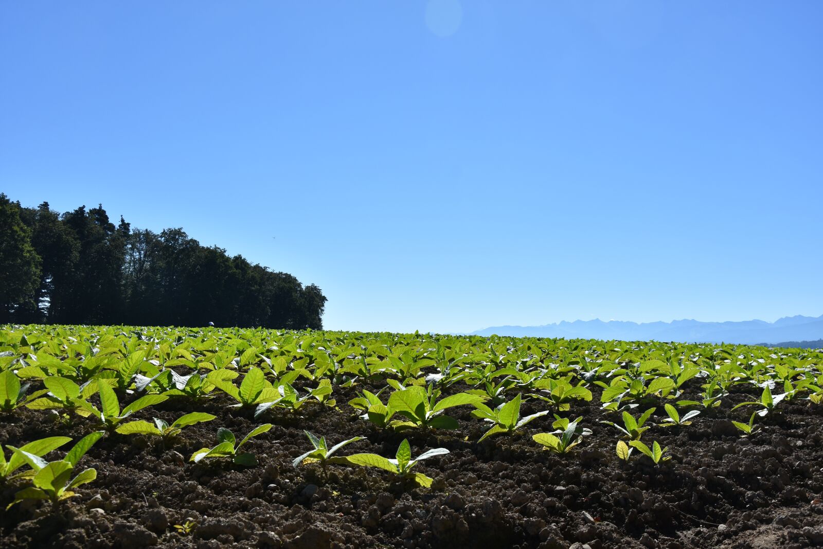 Nikon D7200 sample photo. Field, tobacco, sky photography