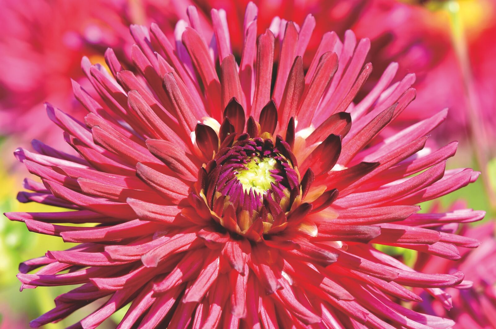 Nikon D7200 sample photo. Dahlia, dahlias bud, flower photography