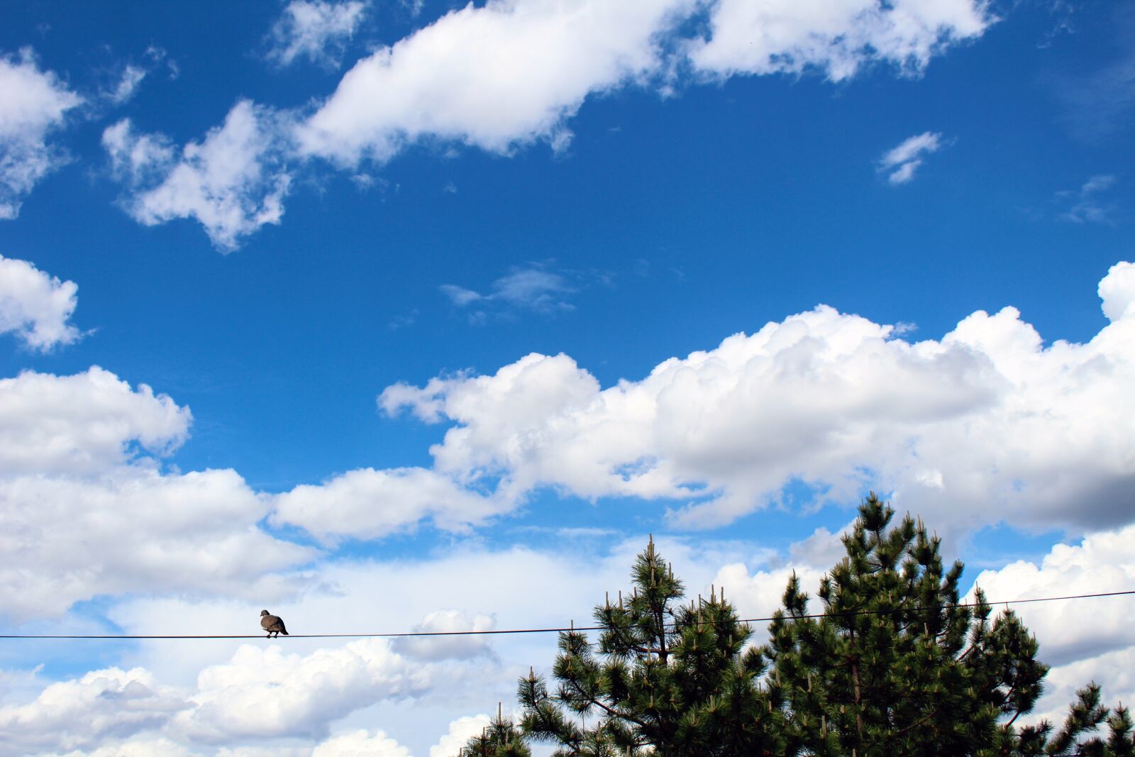 Canon EOS 1300D (EOS Rebel T6 / EOS Kiss X80) sample photo. Sky, clouds, bird photography
