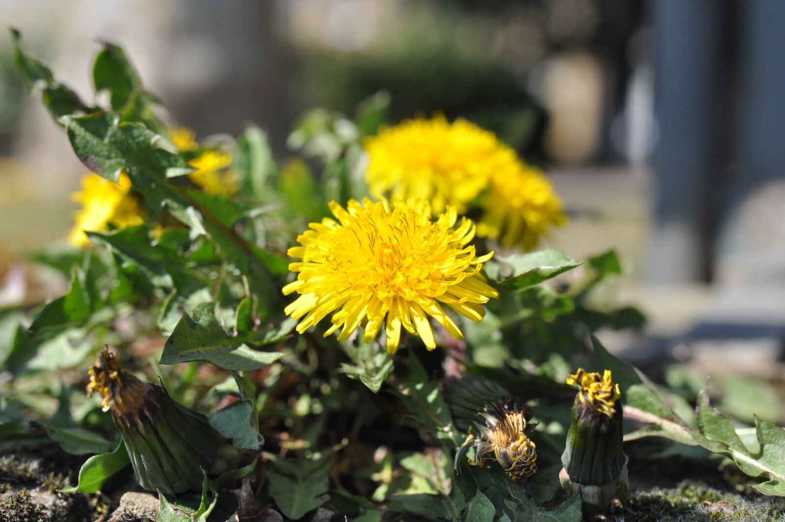 Nikon D90 sample photo. Dandelion, flower, spring flower photography