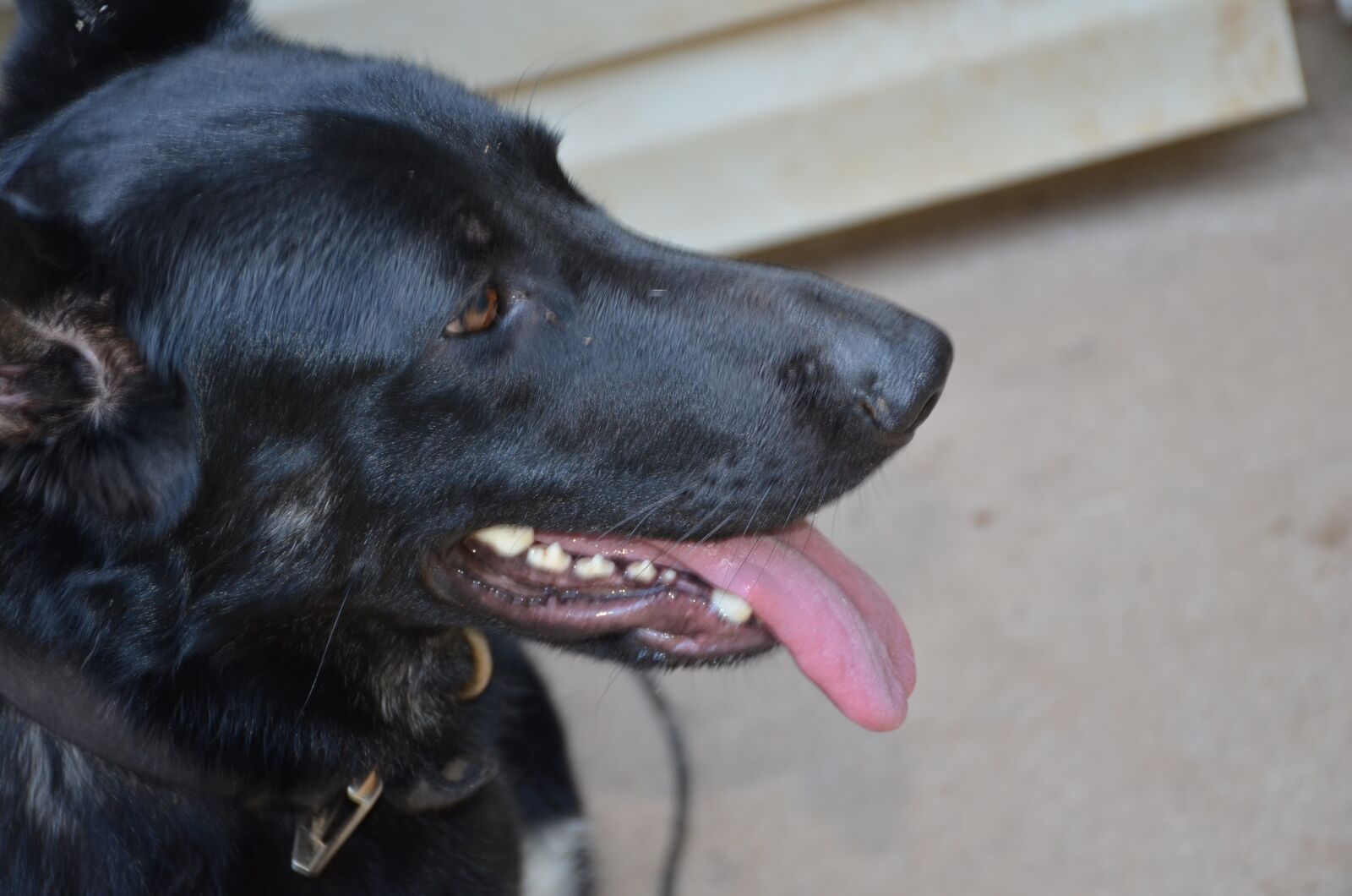 Nikon D7000 sample photo. Animal, puppy, pet photography
