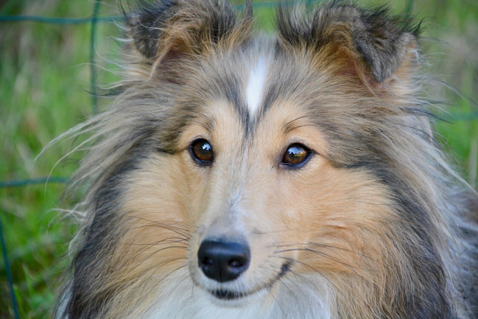 Nikon D5200 sample photo. Dog, shetland sheepdog, animal photography